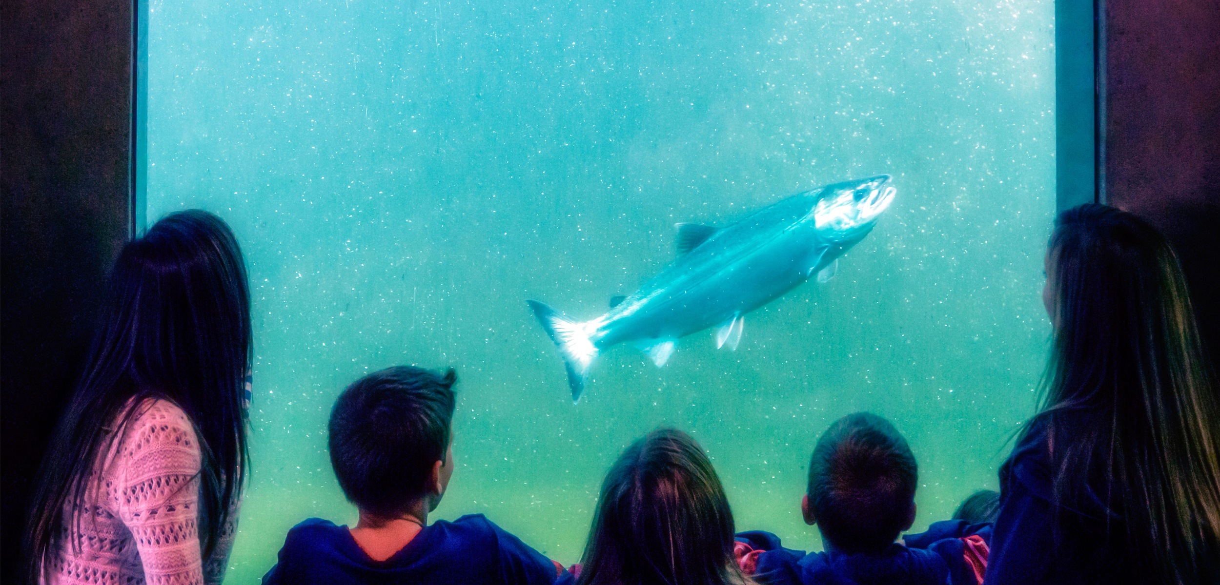 5 Children sitting behind glass watching a large salmon swim in the turquoise water.