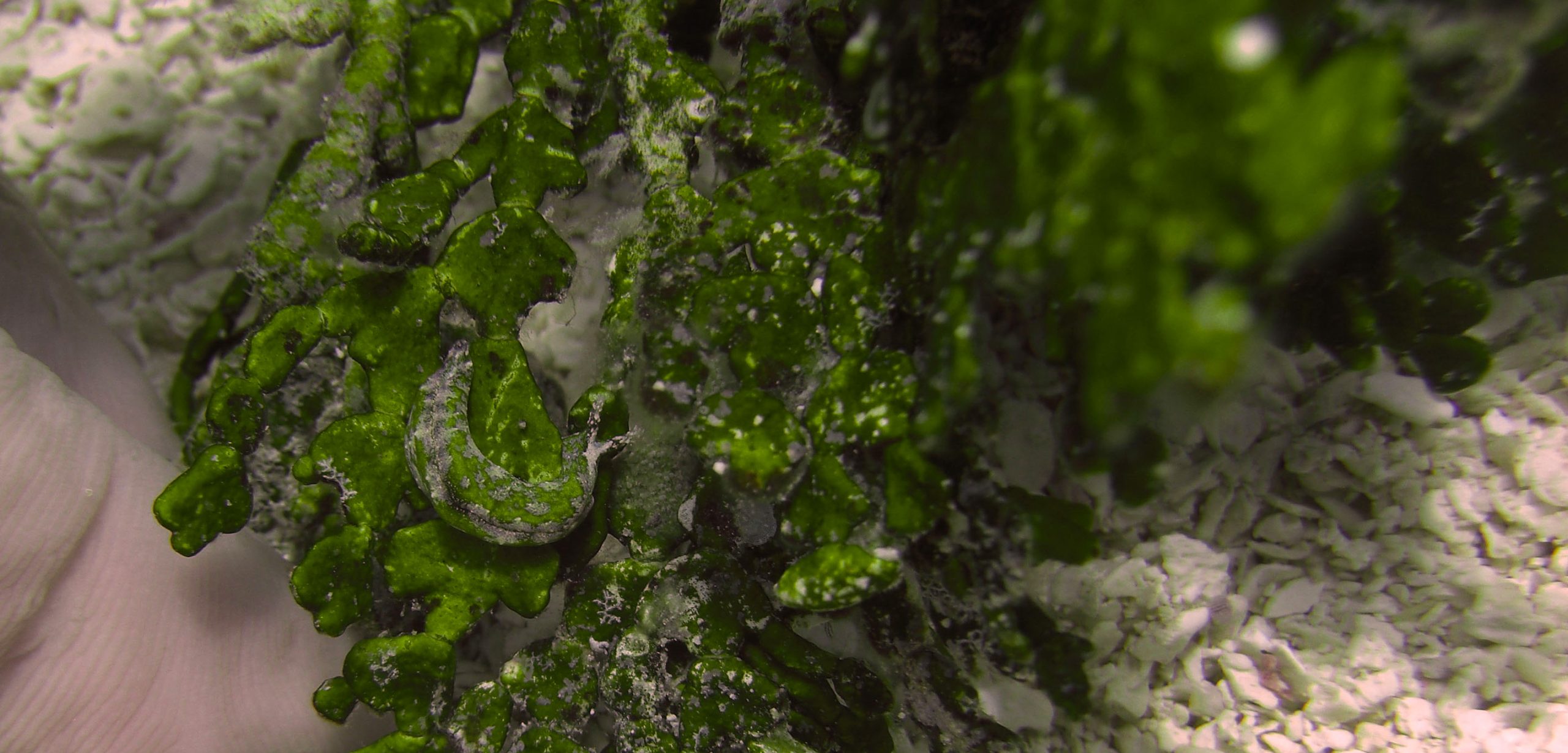 The seaweed Halimeda incrassata provides the sea slug Elysia tuca with perfect camo cover. Photo by Douglas B. Rasher