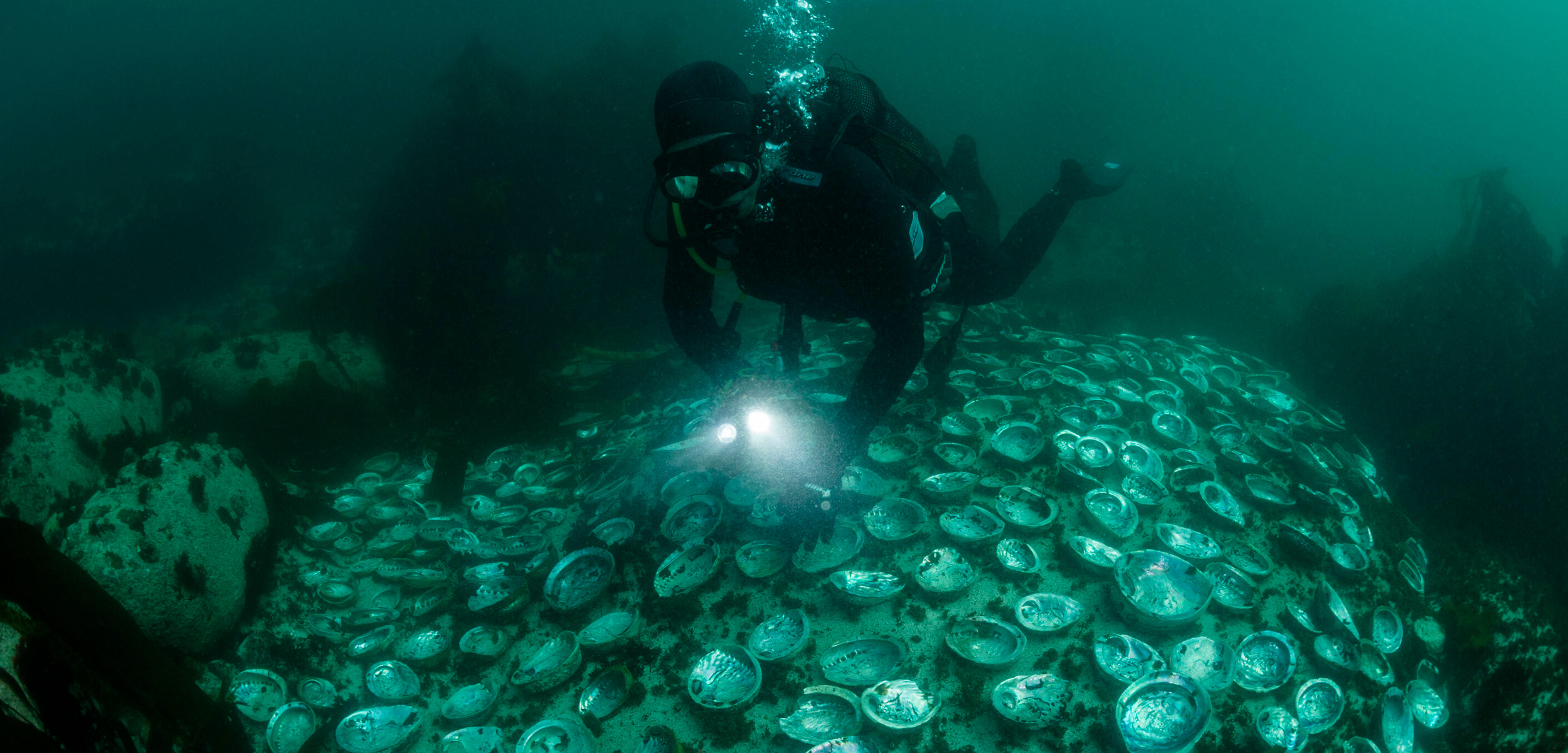 diver and abalone shells