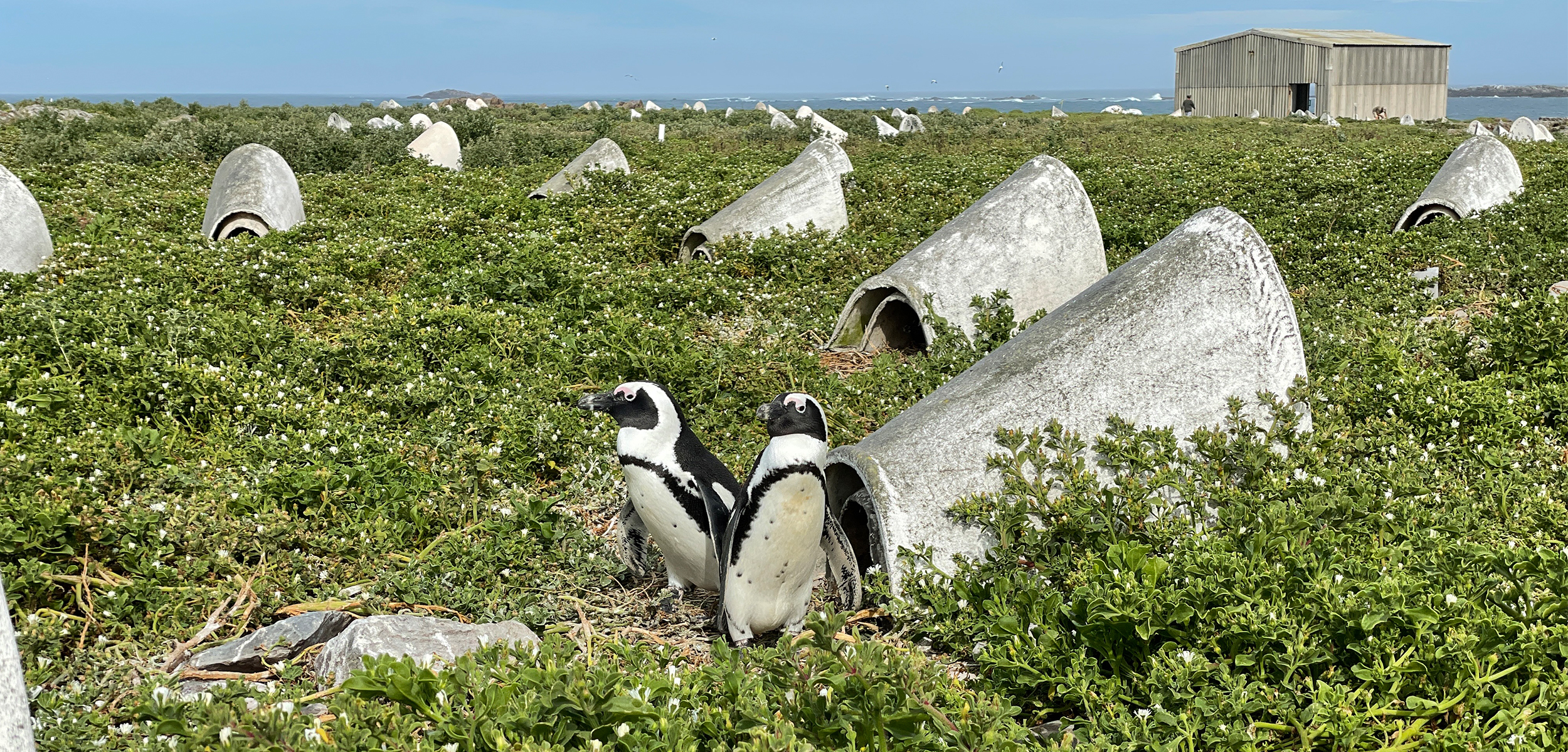 two black and white penguins sitting in a brushy area of green foliage with several grey tube like concrete nests behind.