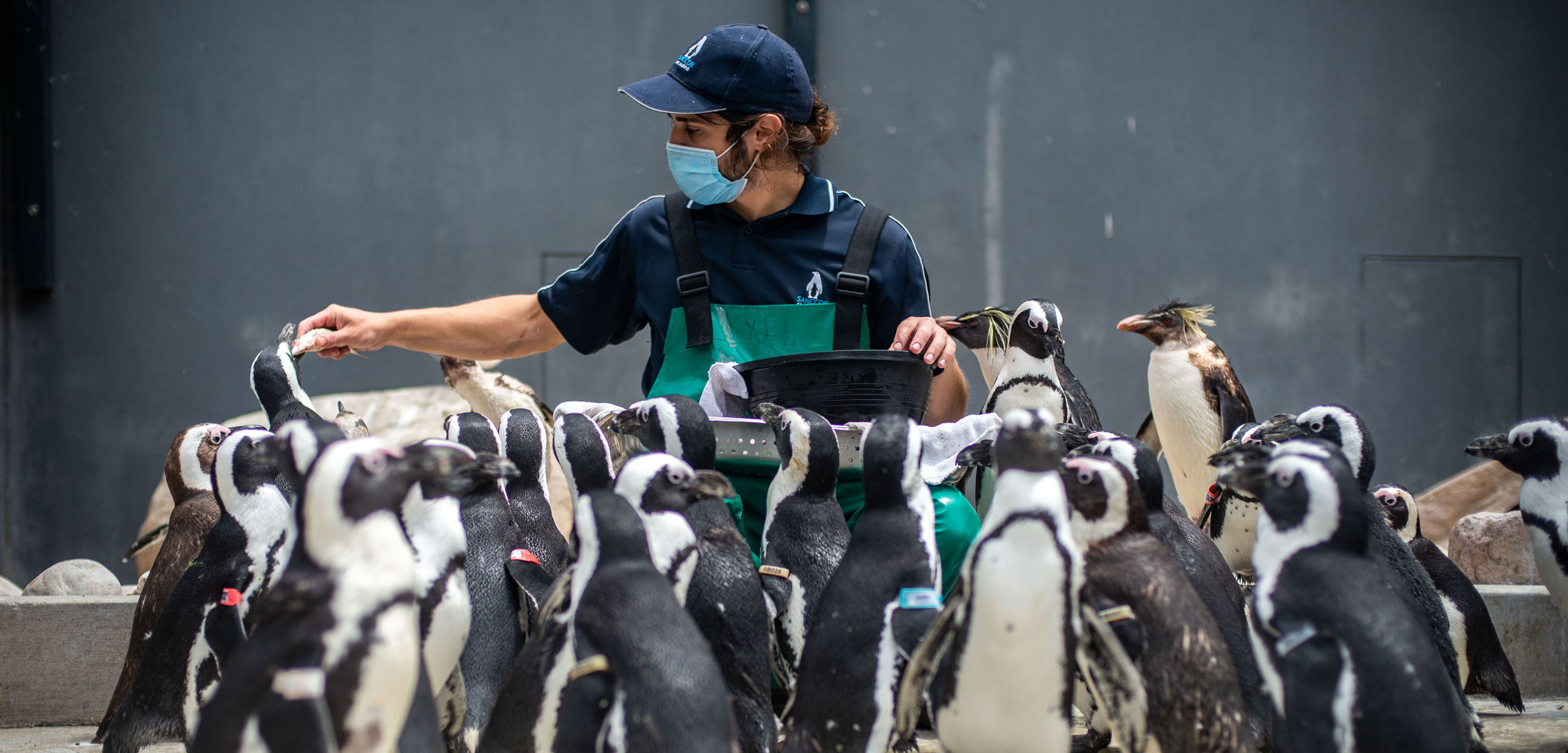 A worker at a rehabilitation center in Cape Town, South Africa, offers fish to rescued penguins. Seabird scientists and conservationists fear that many African penguins are struggling to find enough food in the wild.