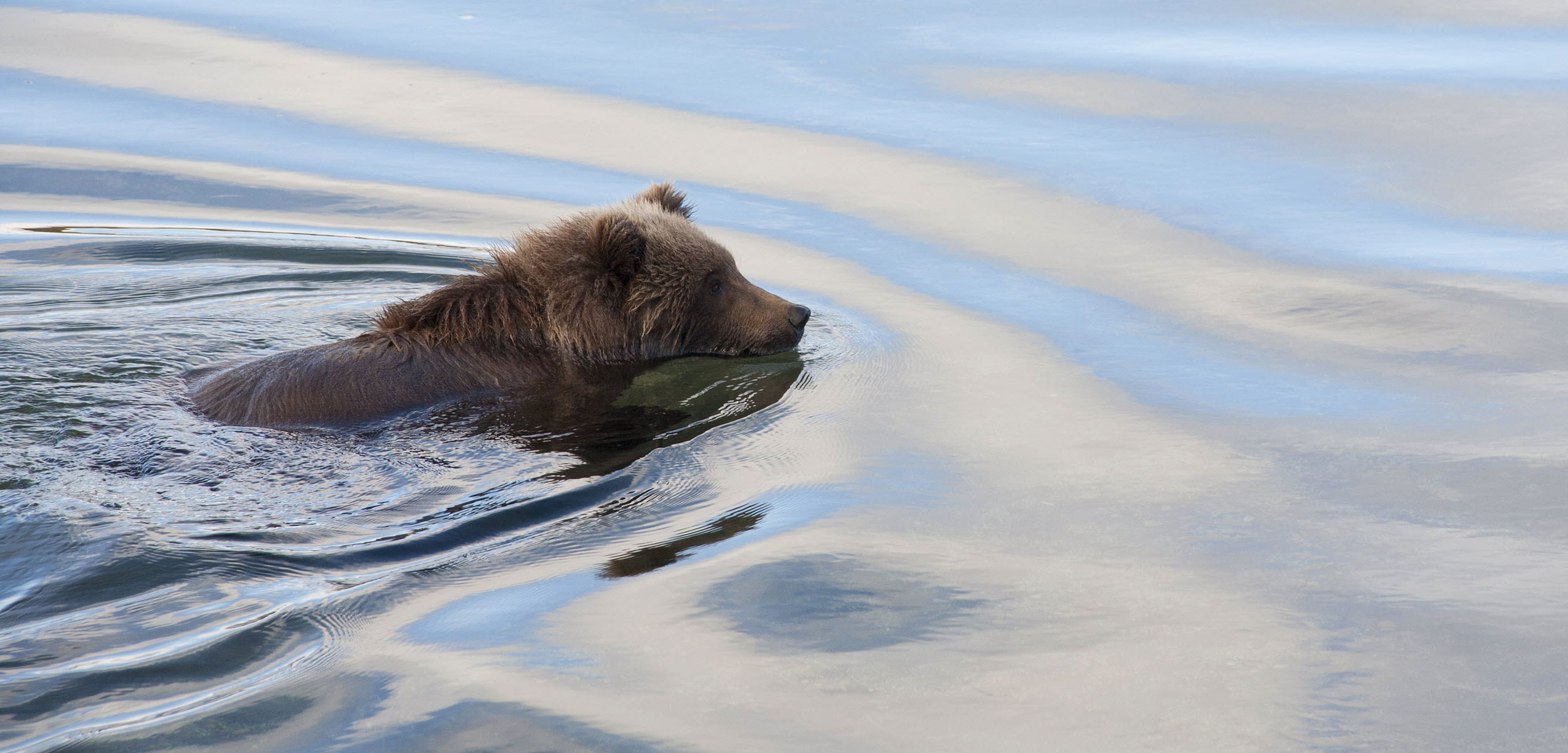 brown bear swimming in Alaska