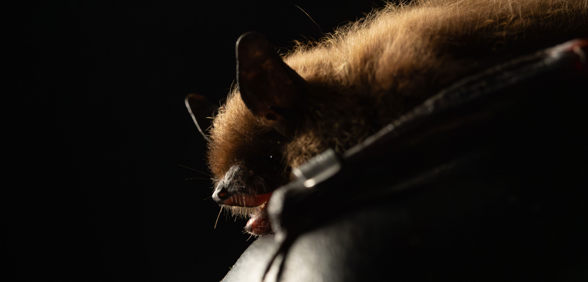 White-nose syndrome is quietly killing millions of bats •