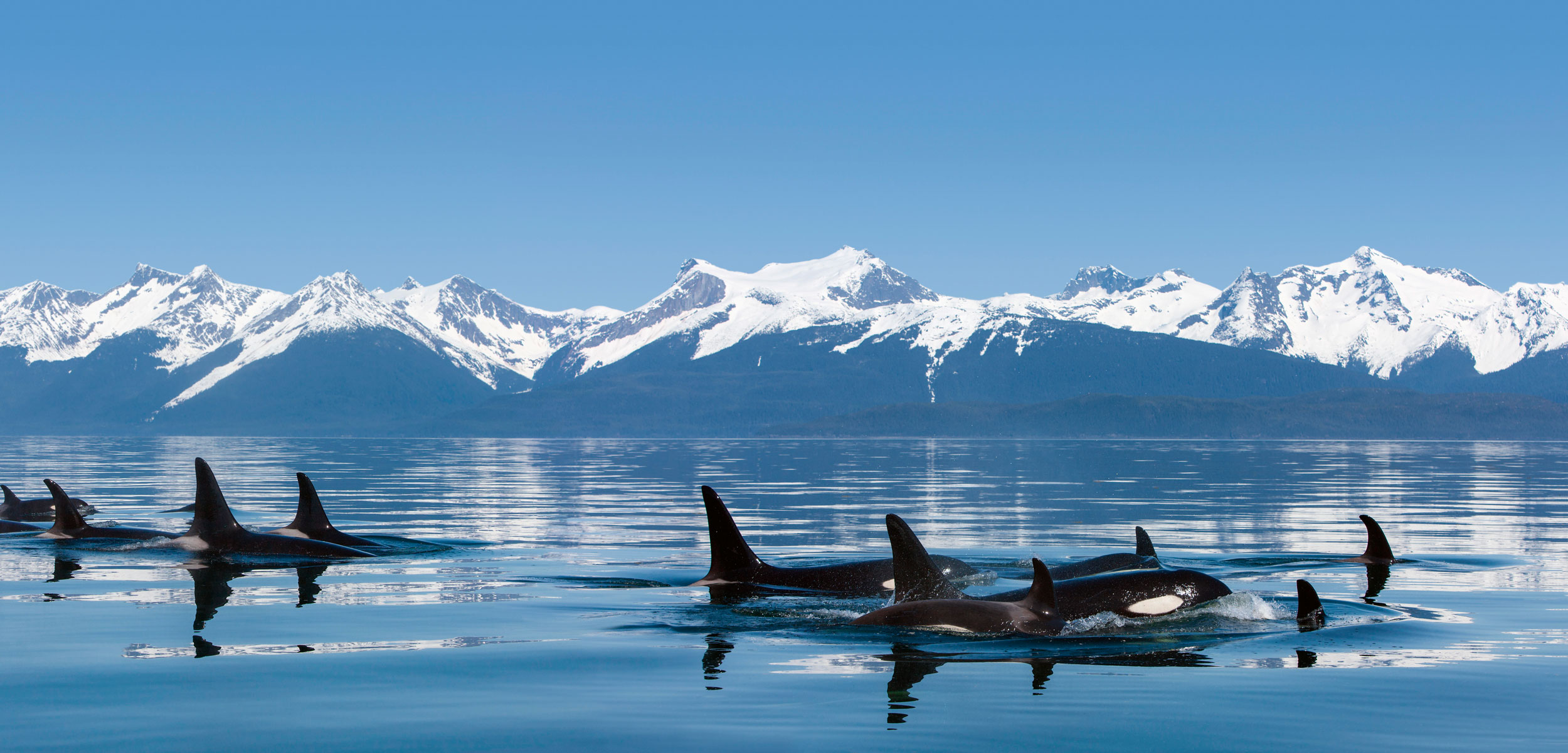 killer whales in alaska