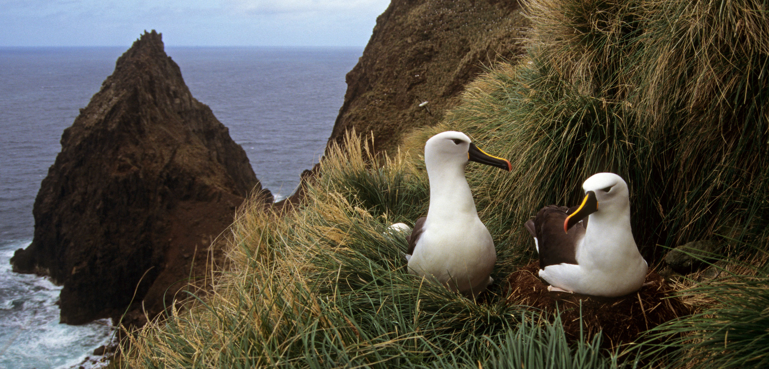 Atlantic yellow-nosed albatross (Diomedea, Thalassarche chlororhynchos) pair at nest, Amsterdam Island