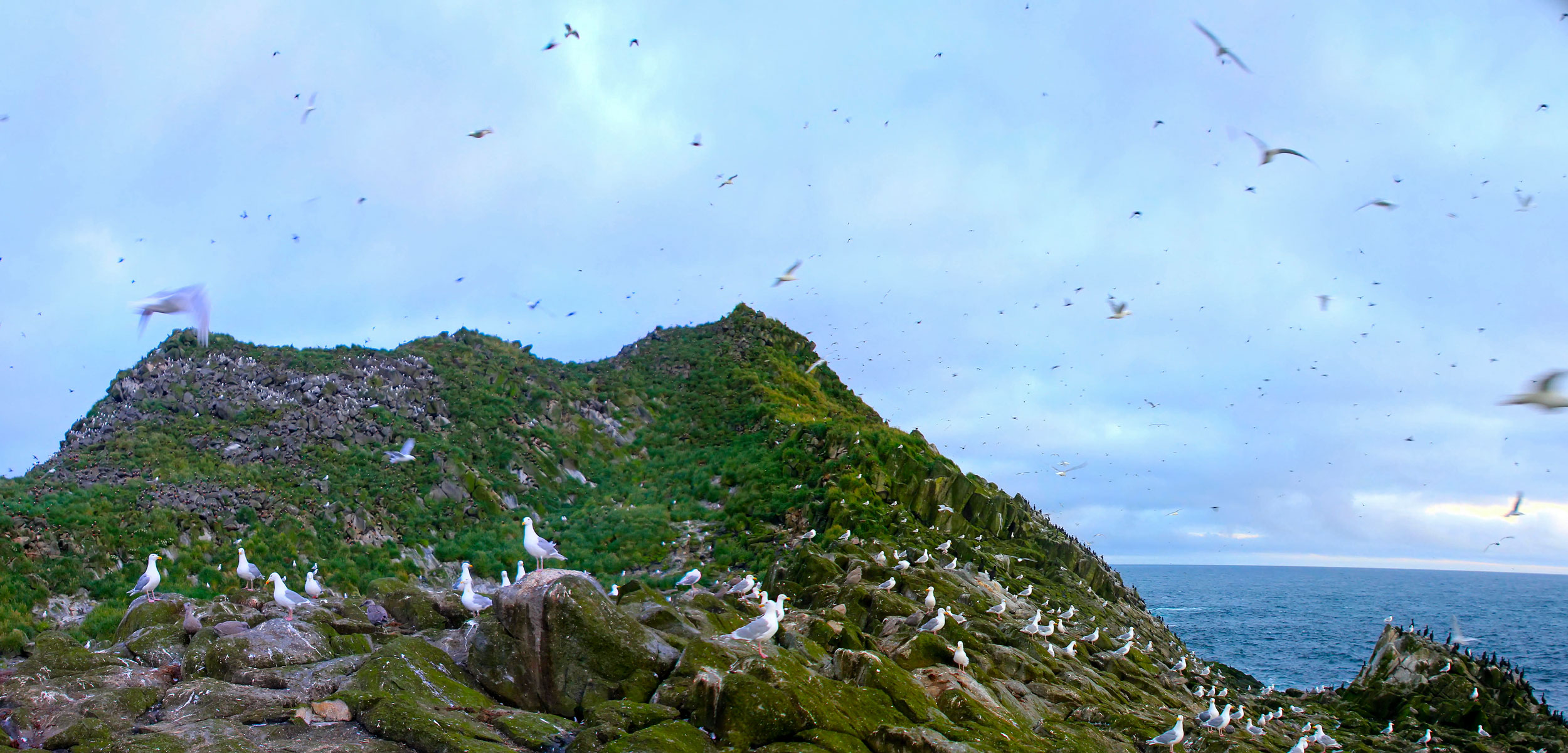 birds flocking in the Aleutian Islands