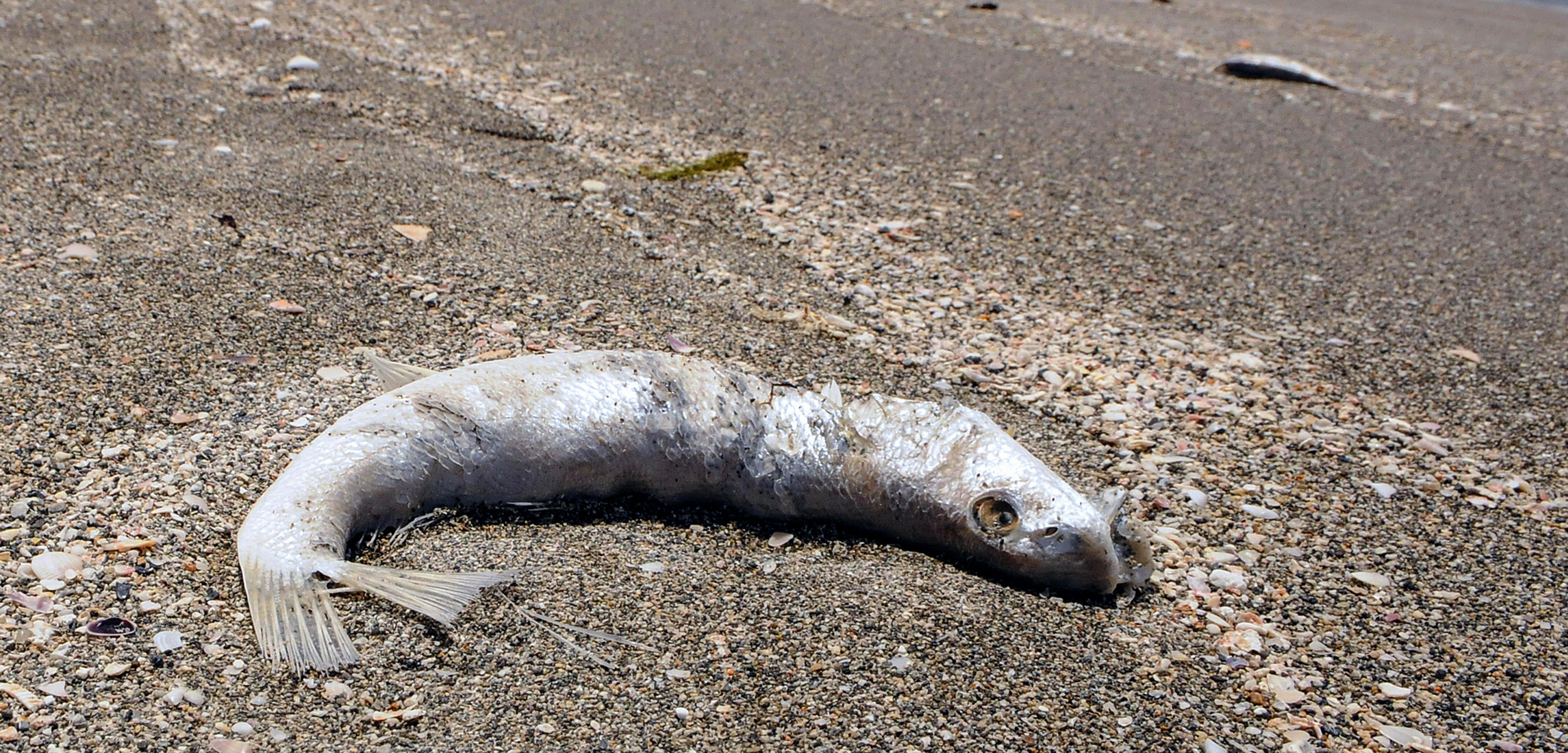 dead fish on beach due to red tide