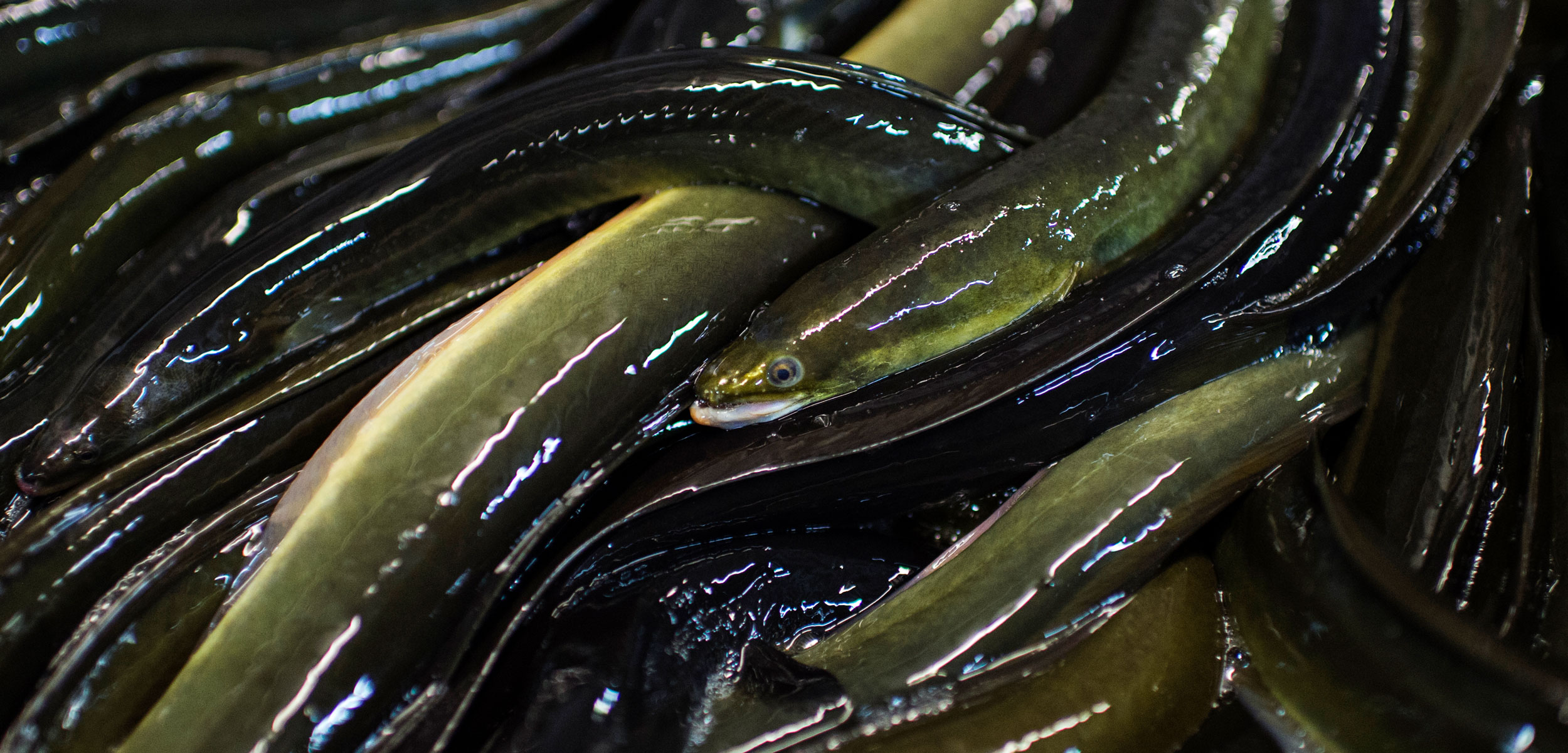 a tangle of mature eels in a processing plant