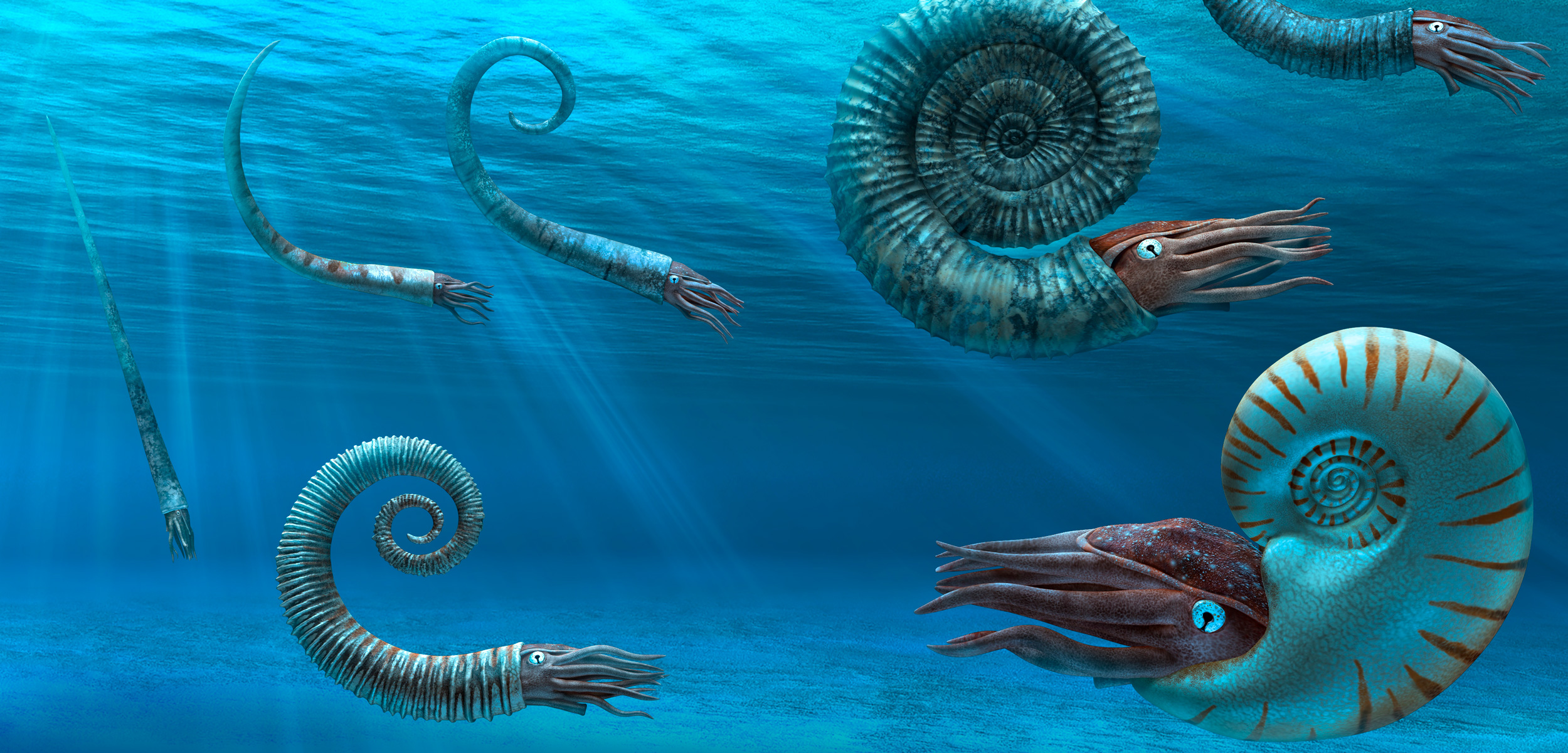 illustration of ammonittes