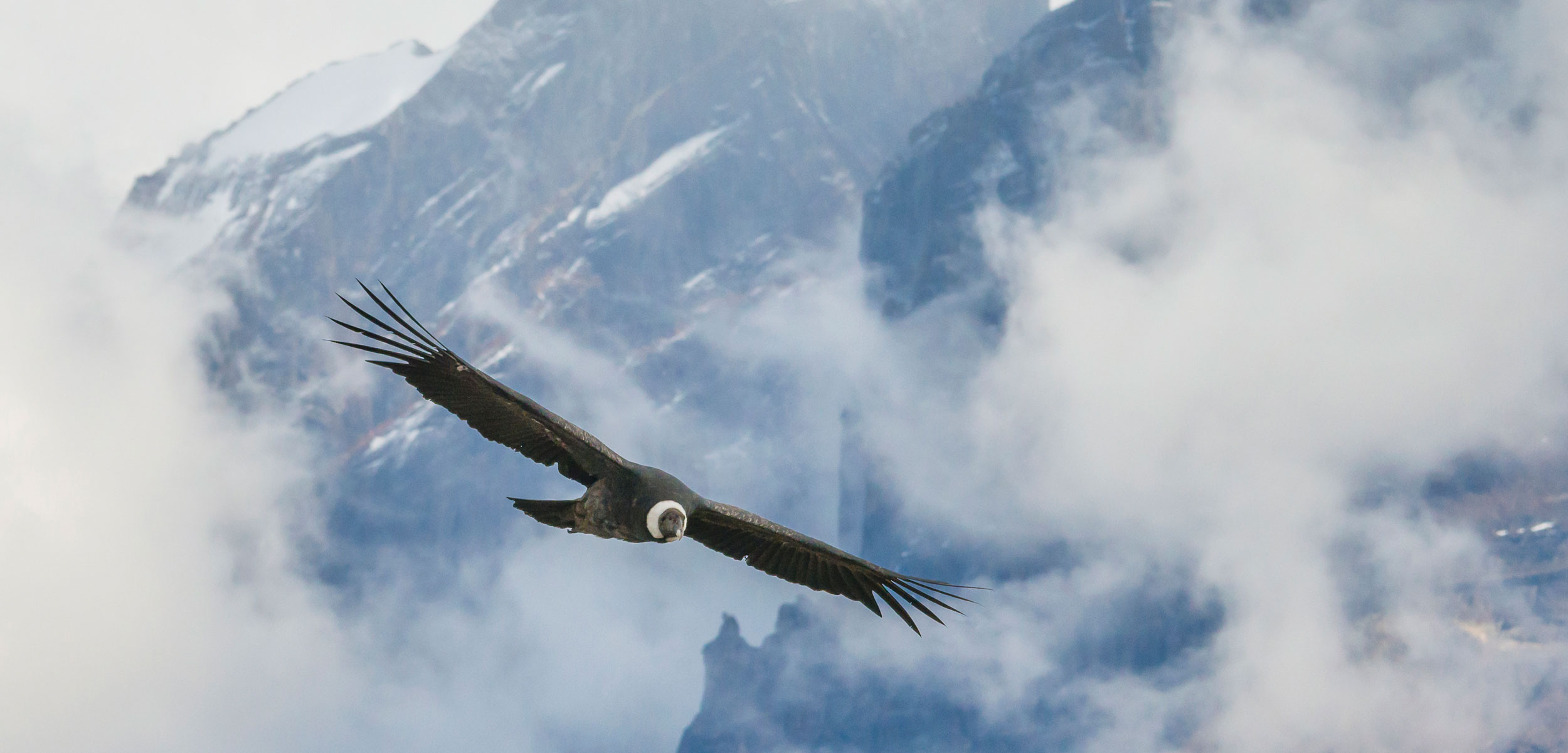 Andean condor in flight