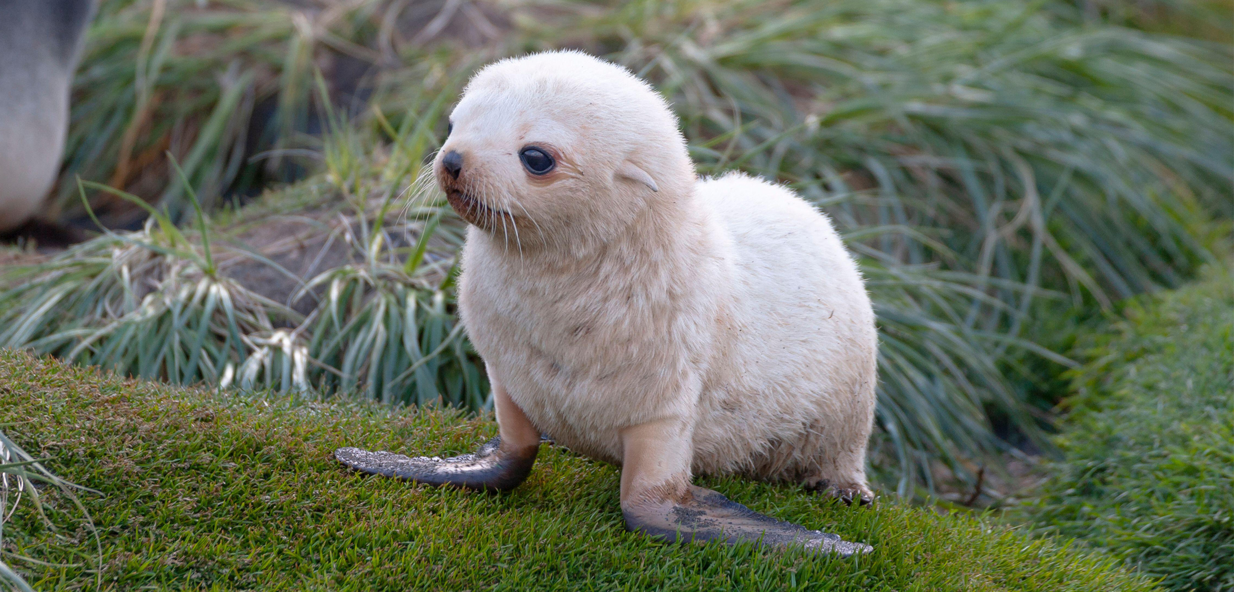A small light brown baby fur seal in the centre of a green patch of short grass