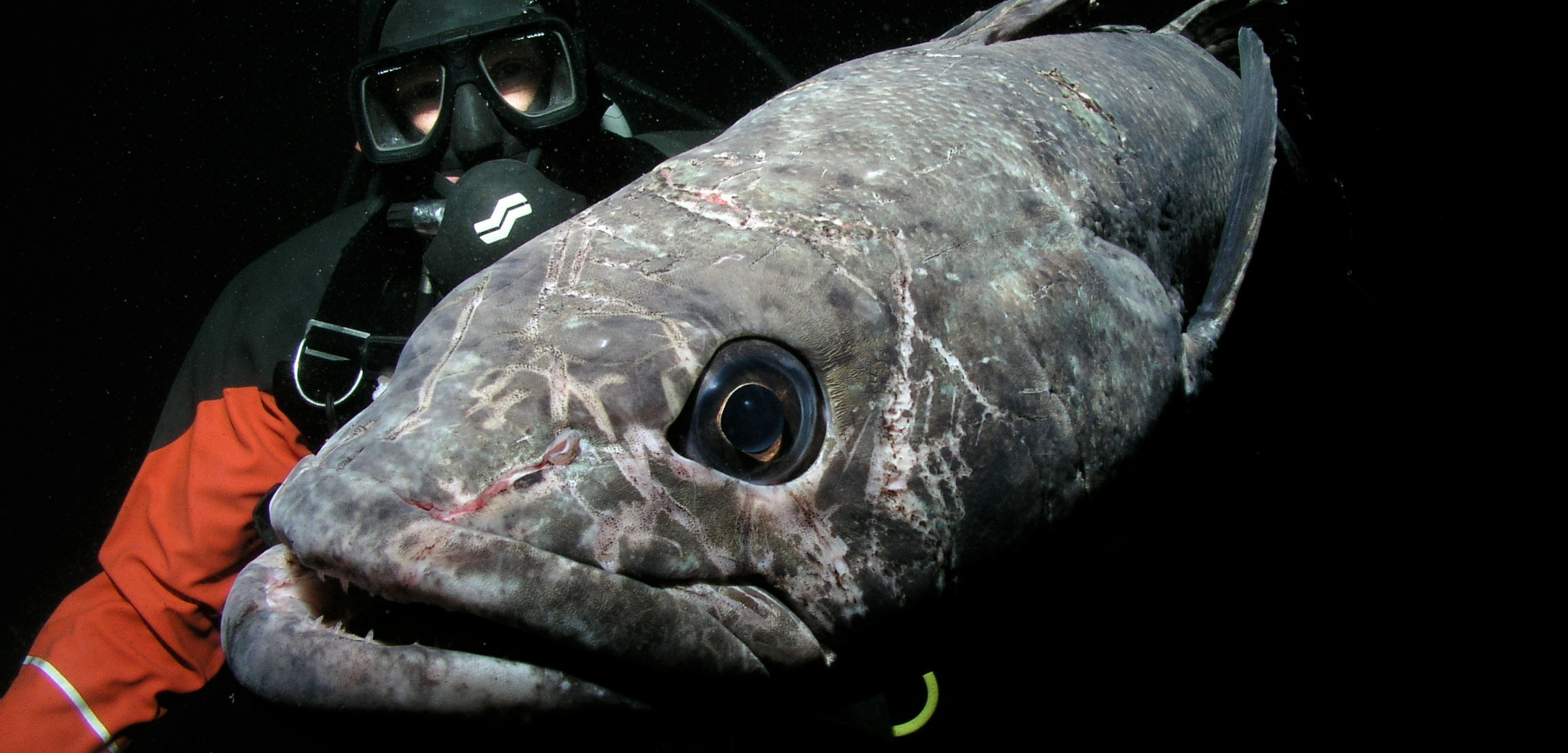 Antarctic toothfish, aka Chilean sea bass, are a prized catch in the Southern Ocean. Until recently, very little was known about their reproduction. Photo by Rob Robbins/USAP