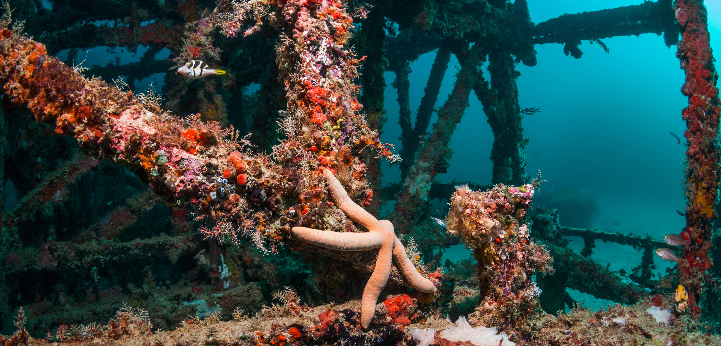 For Artificial Coral Reefs, Time Is Not Enough |