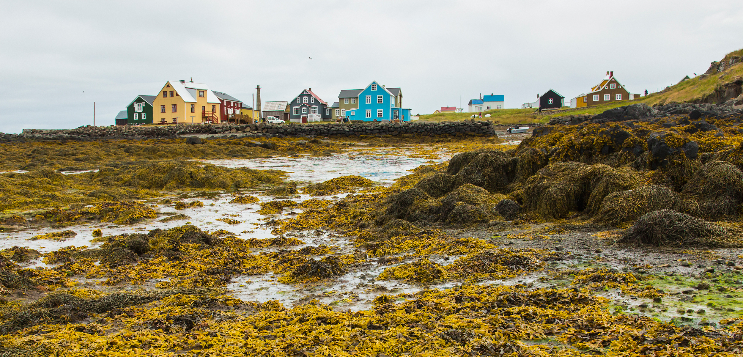 In one Icelandic community, wild rockweed is an economic blessing. Seasonally, workers harvest, dry, and export wild rockweed for animal feed. Photo by Ralph Lee Hopkins/Getty