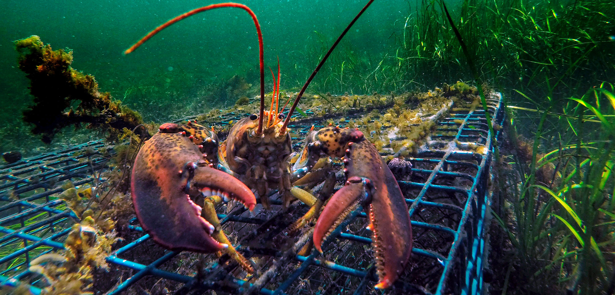 lobster on trap