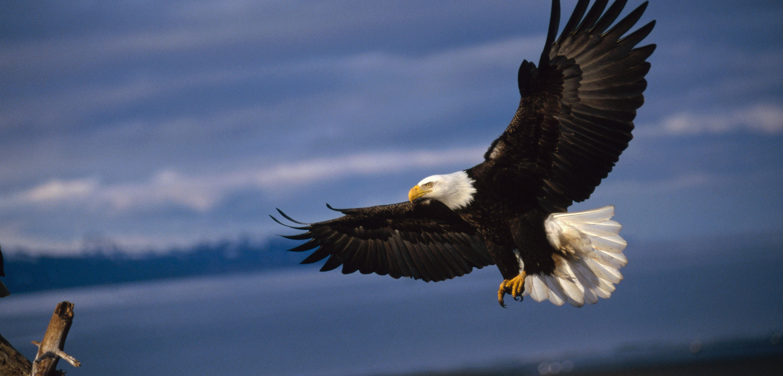 bald eagle landing on a branch in Alaska