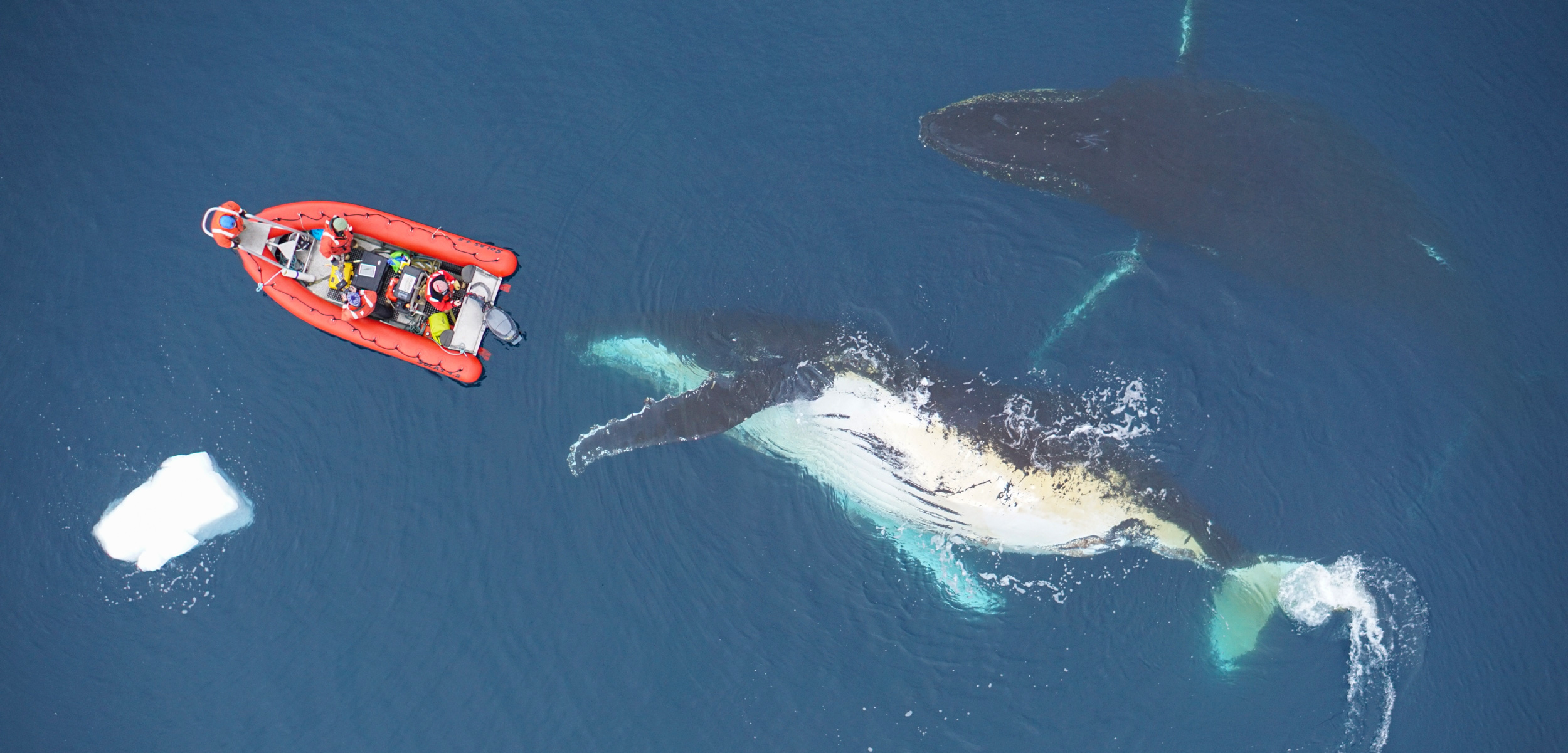 drone photo of humpback whales and research boat
