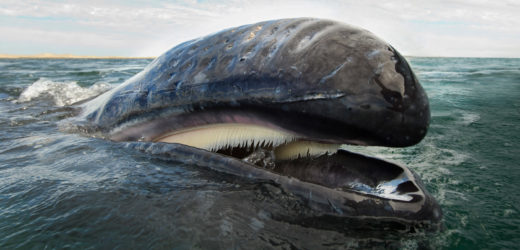 The Oral History of Toothless Whales | Hakai Magazine
