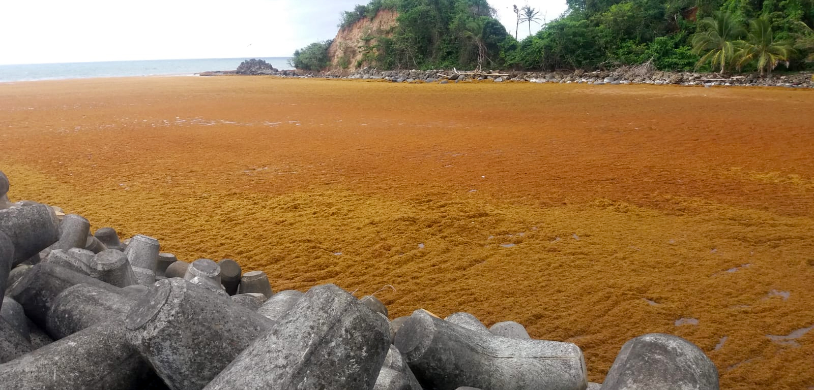 Thick seaweed chokes the waterways in Marigot, Dominica. Photo by Karen Thomas