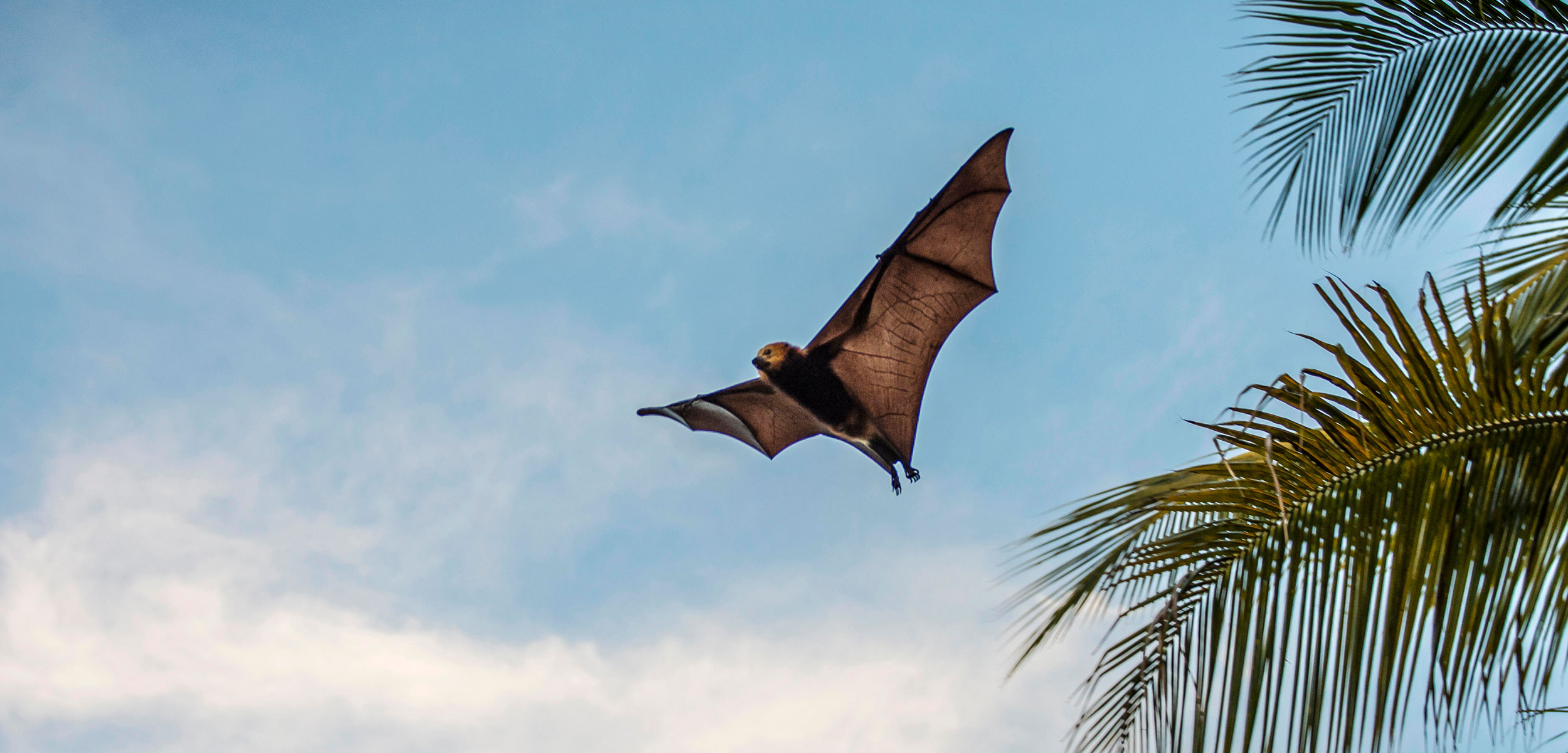 bat flying Mauritius
