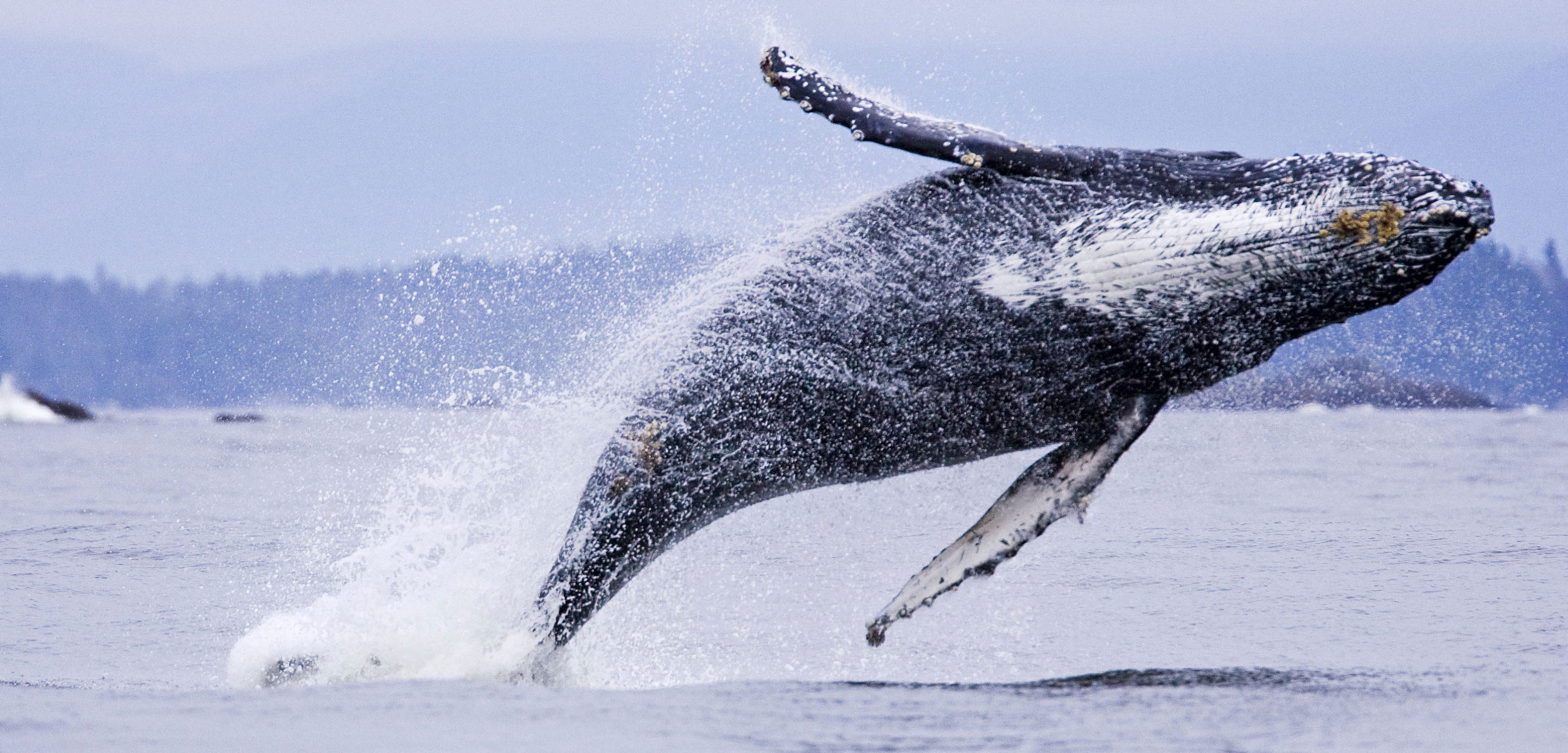 humpback whale breaching in British Columbia