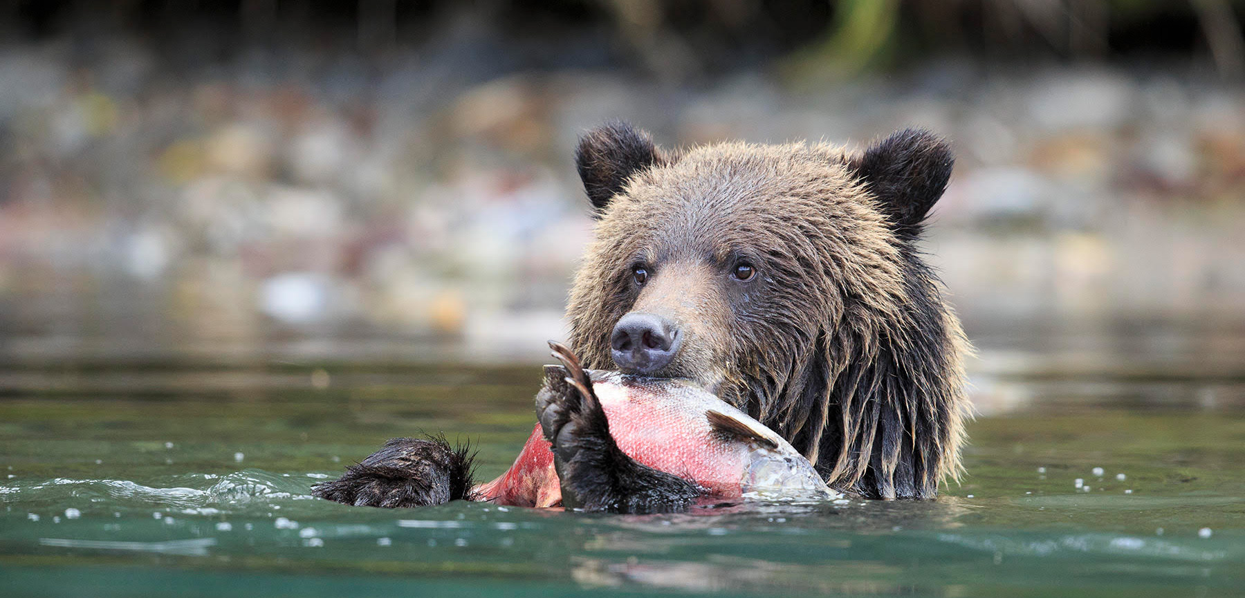 grizzly bead eating a slamon