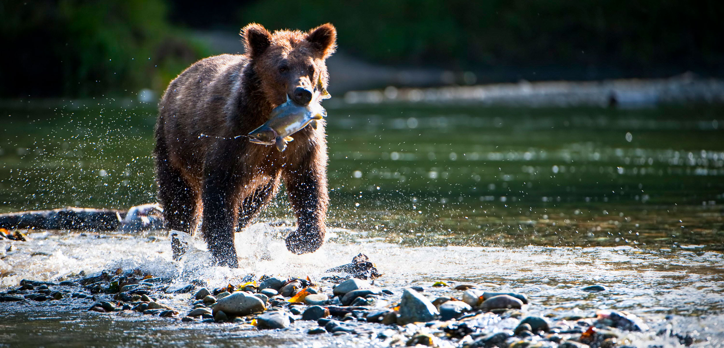 rizzly bear (Ursus arctos horribilis) running through water carrying Pink salmon (Oncorhynchus gorbuscha)