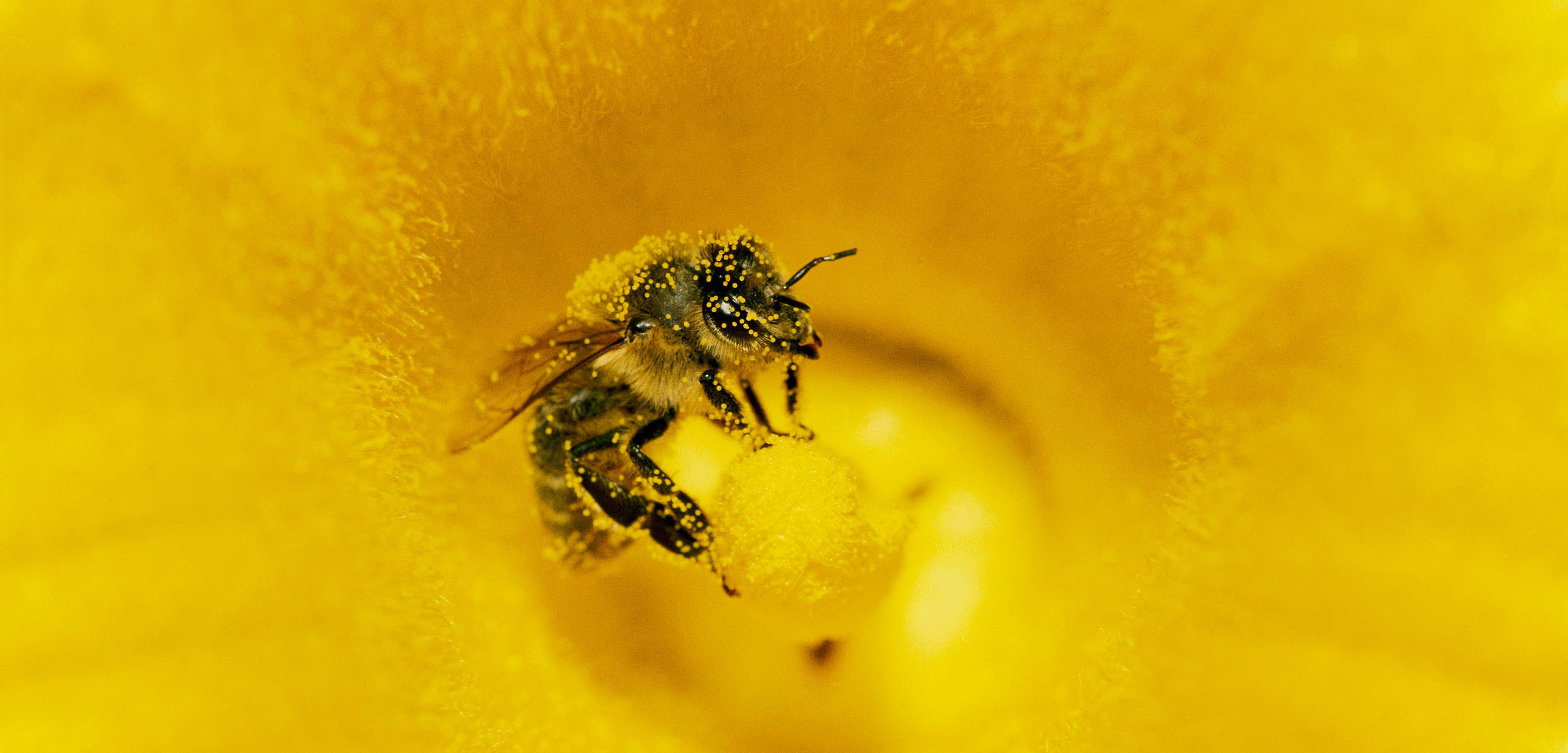 Honey Bee (Apis mellifera) covered in pollen in pumpkin flower