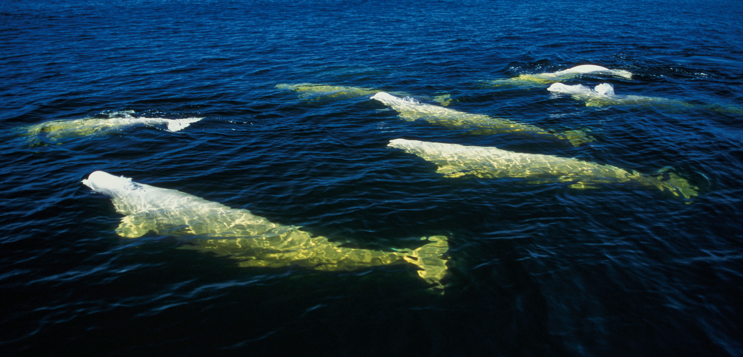 beluga whales