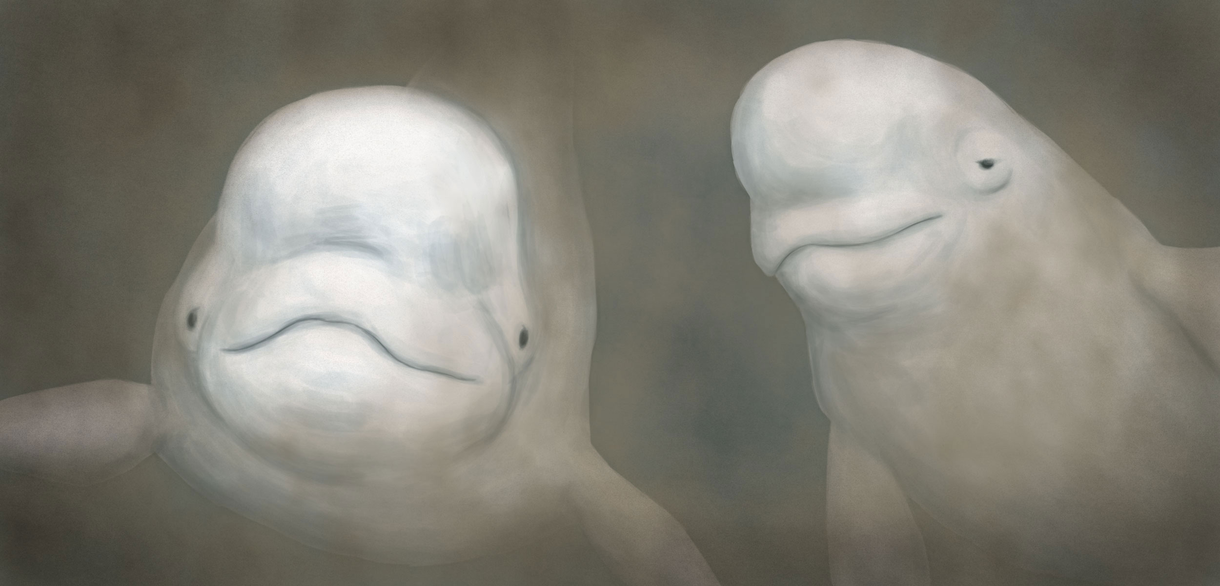 illustration of belugas