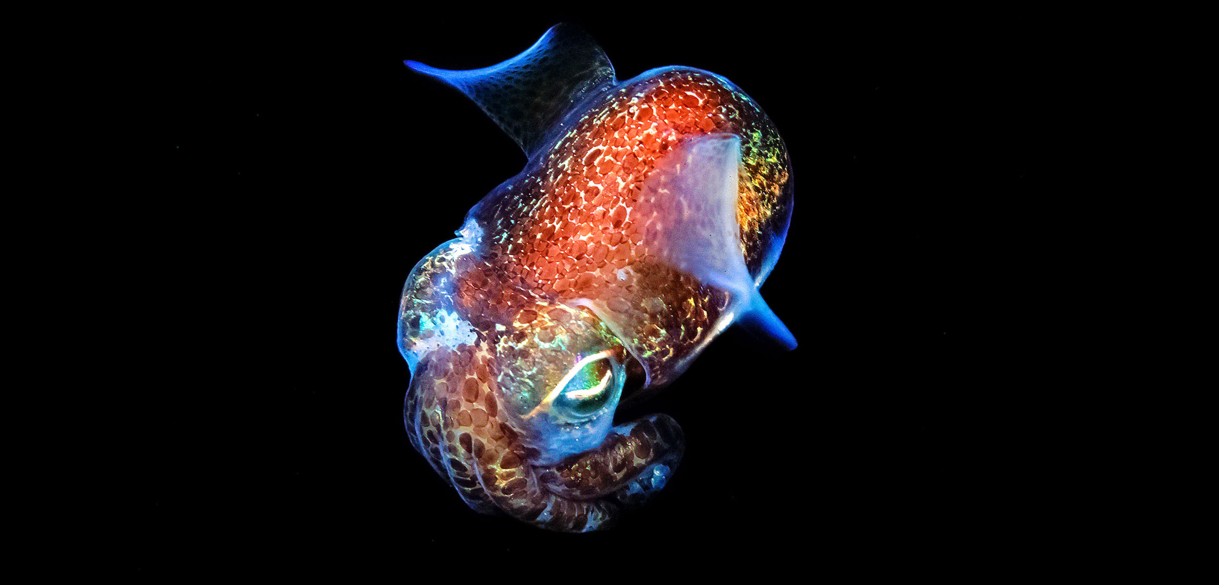 southern bobtail or southern dumpling squid, Euprymna tasmanica, Edithburgh, South Australia, Southern Ocean