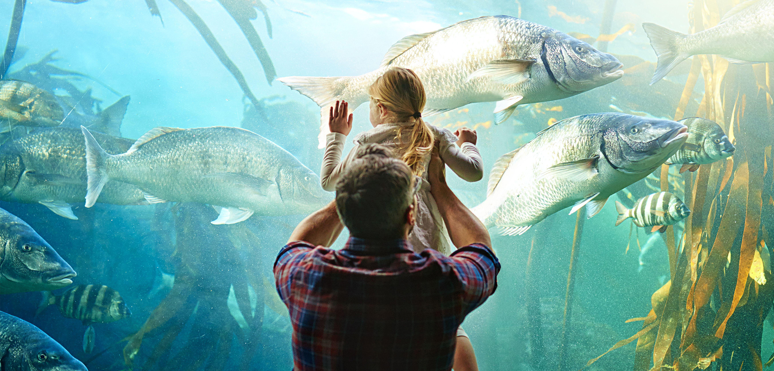A white man holds up his daughter to an aquarium filled with large silver fish.