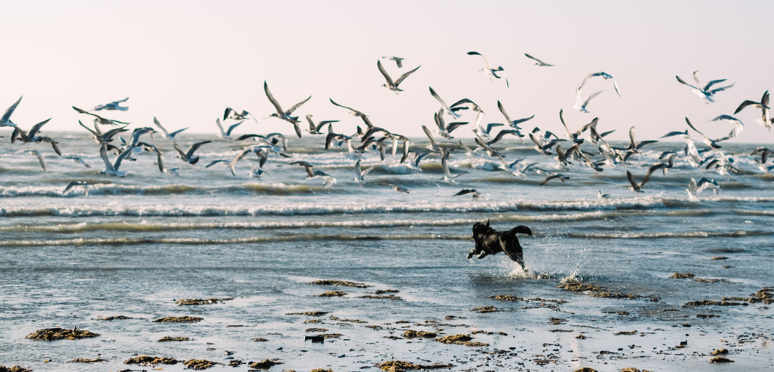 dog running at gulls on a beach