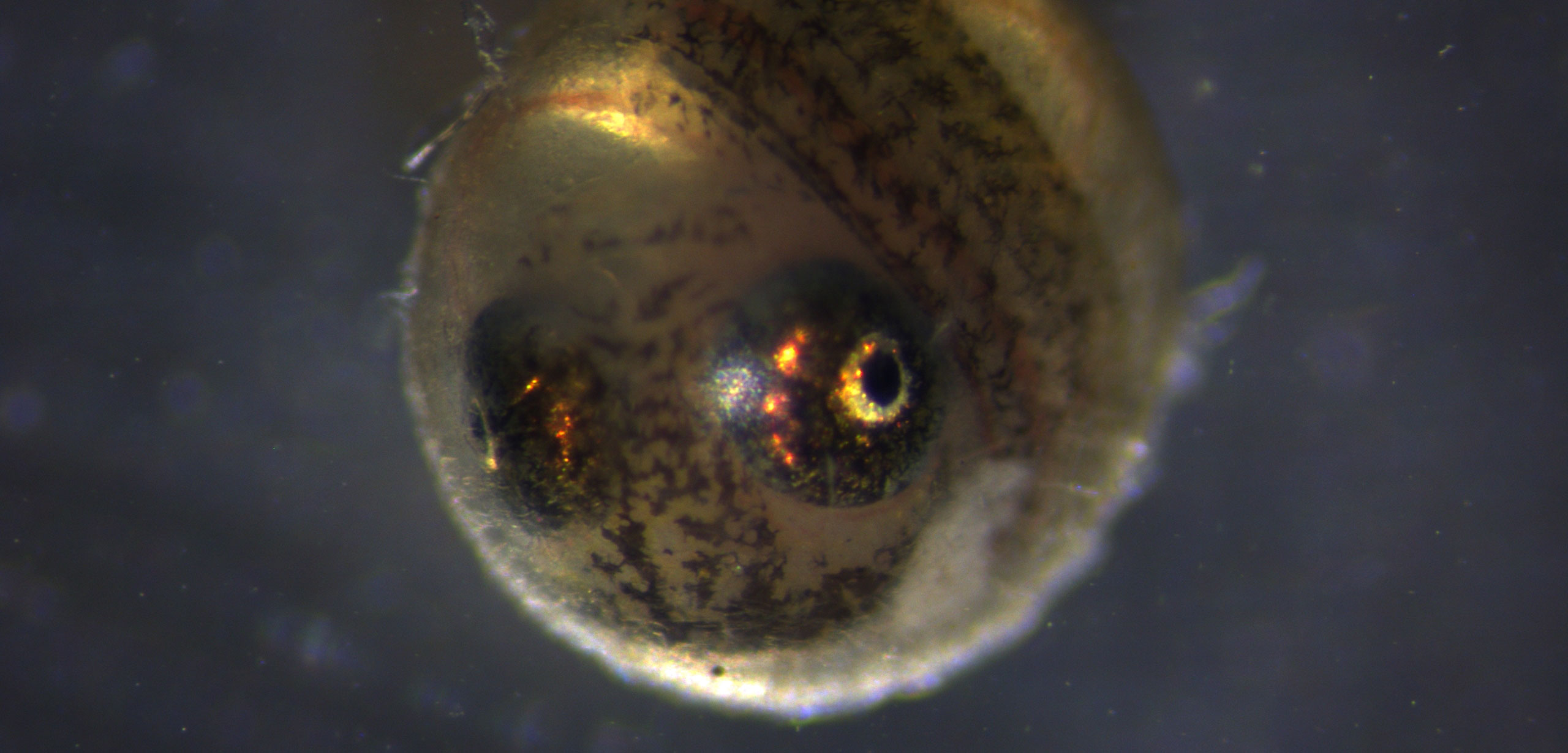 killifish egg that was eaten by a coscoroba swan, seven days before hatching