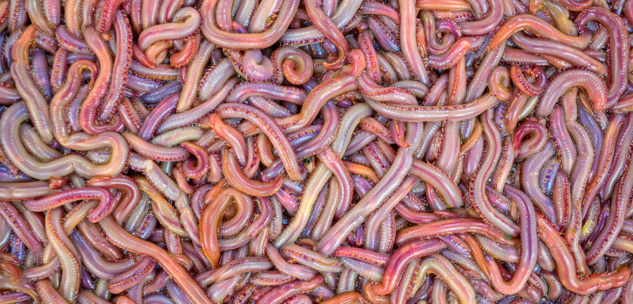 download bloodworms for sale