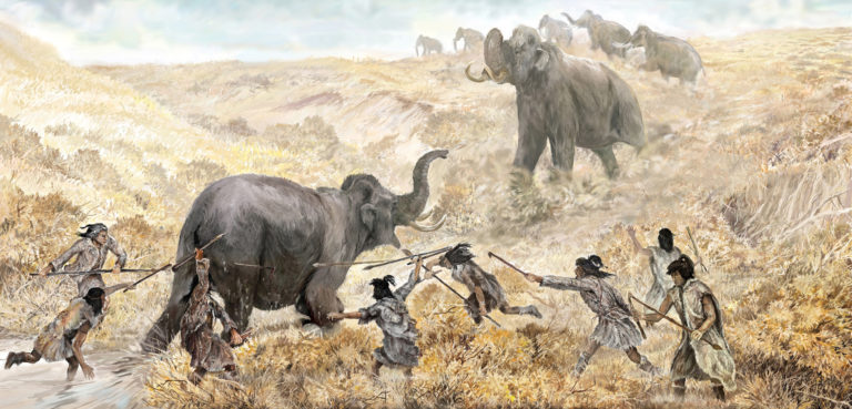 Clovis hunters cut off the escape of a wooly mammoth near the end of the last ice age. For decades, archaeologists thought that Asian migrants first reached the Americas around 13,000 years ago, and swiftly migrated southward to what is now the United States. Their descendants, the Clovis people, were said to be the first Americans. Illustration by Field Museum Library/Getty Images