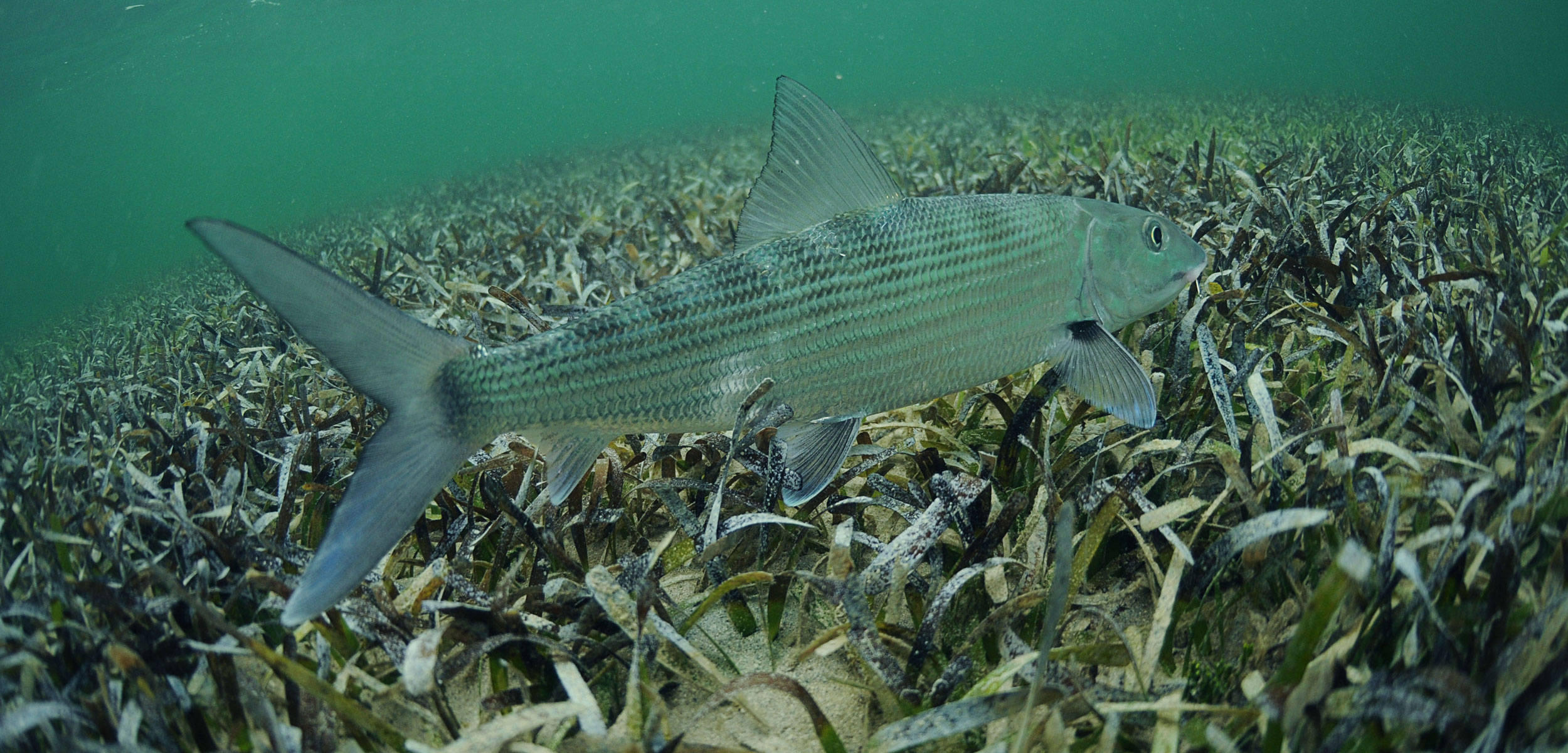 bonefish swimming over sea grass