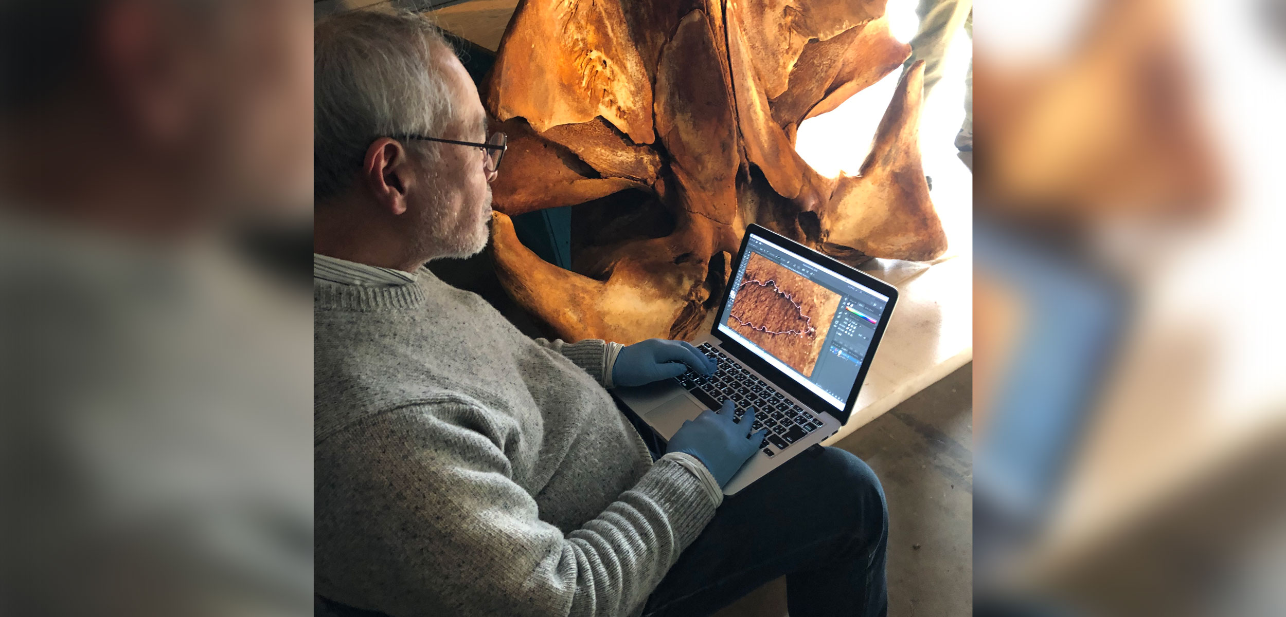 Morphology expert examines whale bones