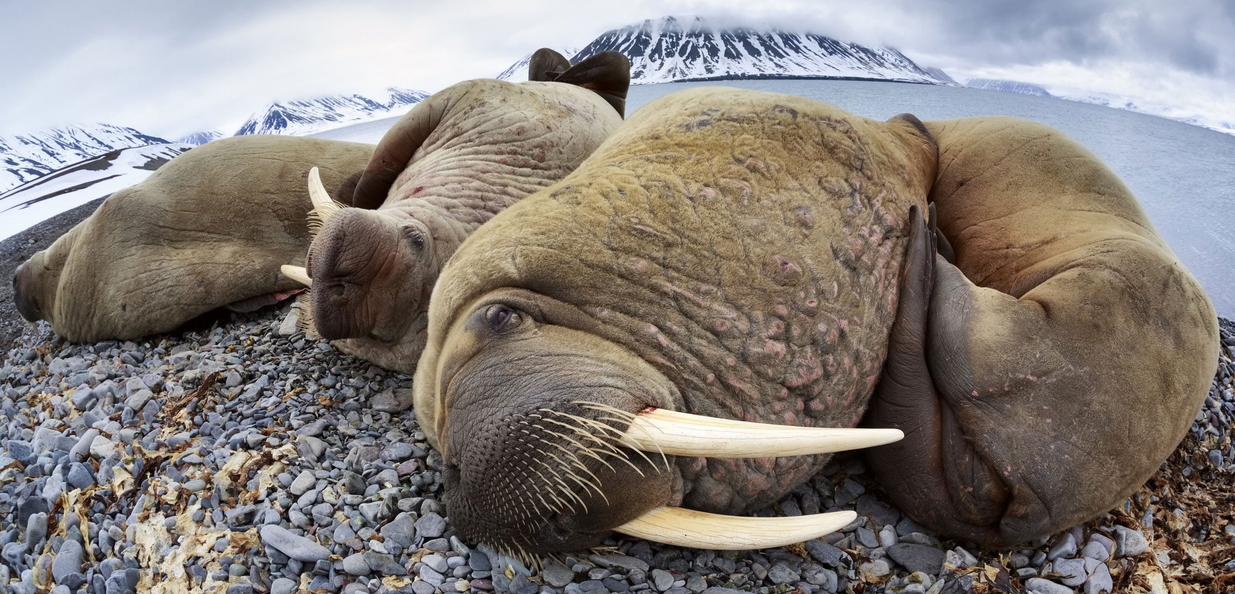 walruses in Svalbard