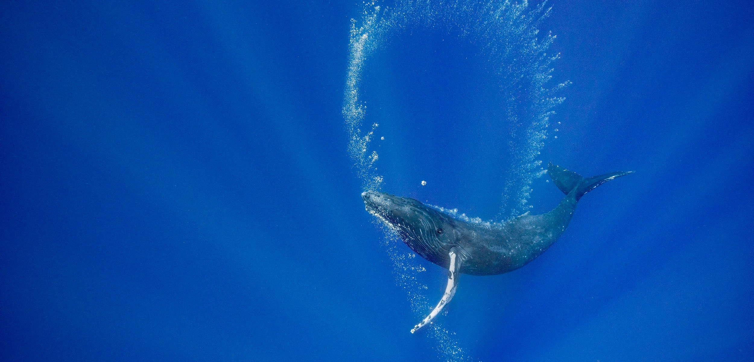 humpback blowing bubbles