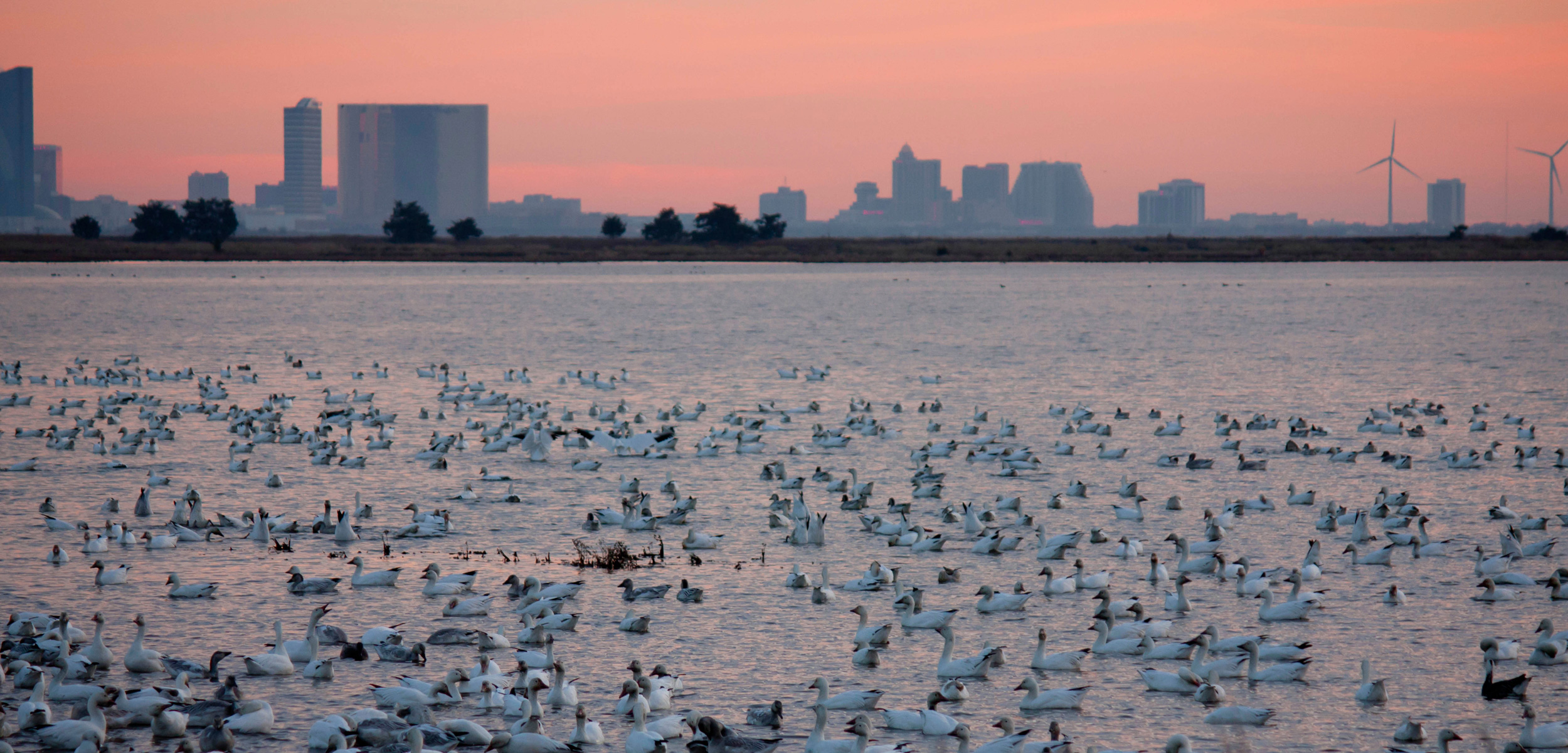 A flock of snow geese in front of the Atlantic city skyline