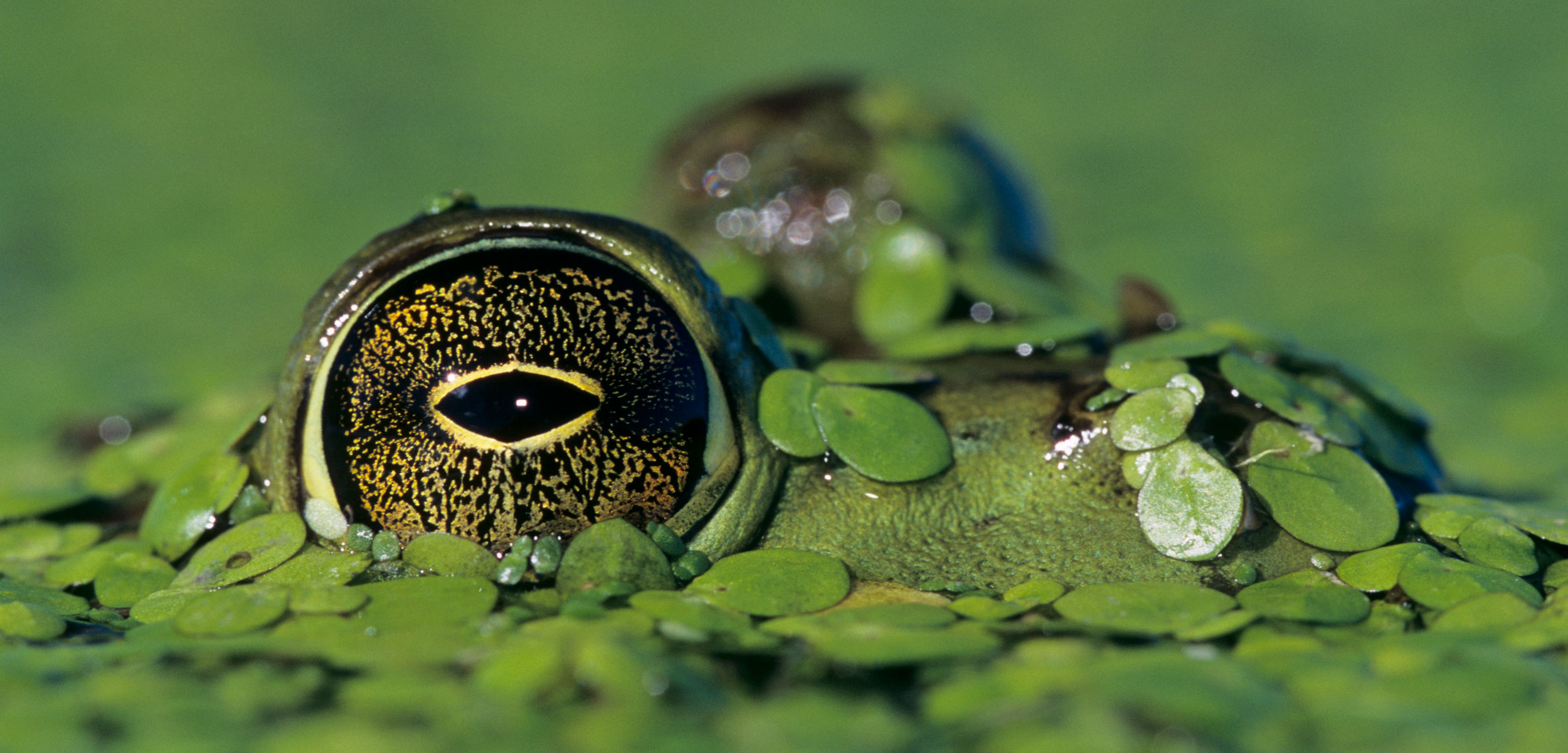 american bullfrog