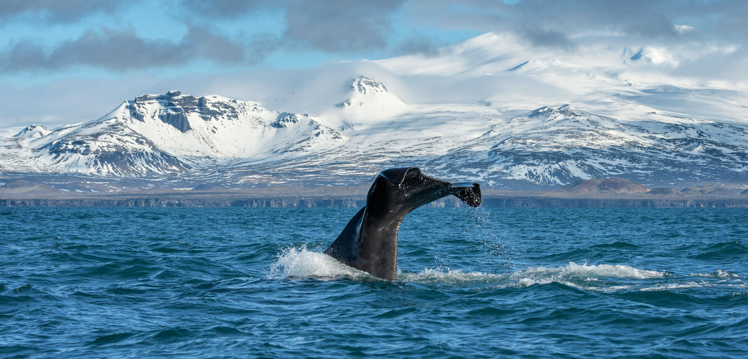 sperm whale tail, Iceland
