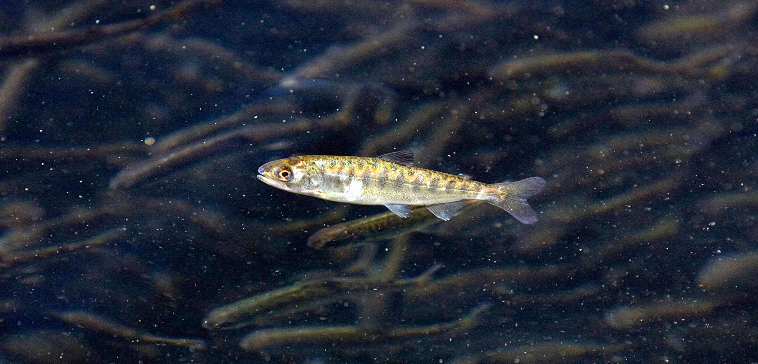 Juvenile chinook salmon