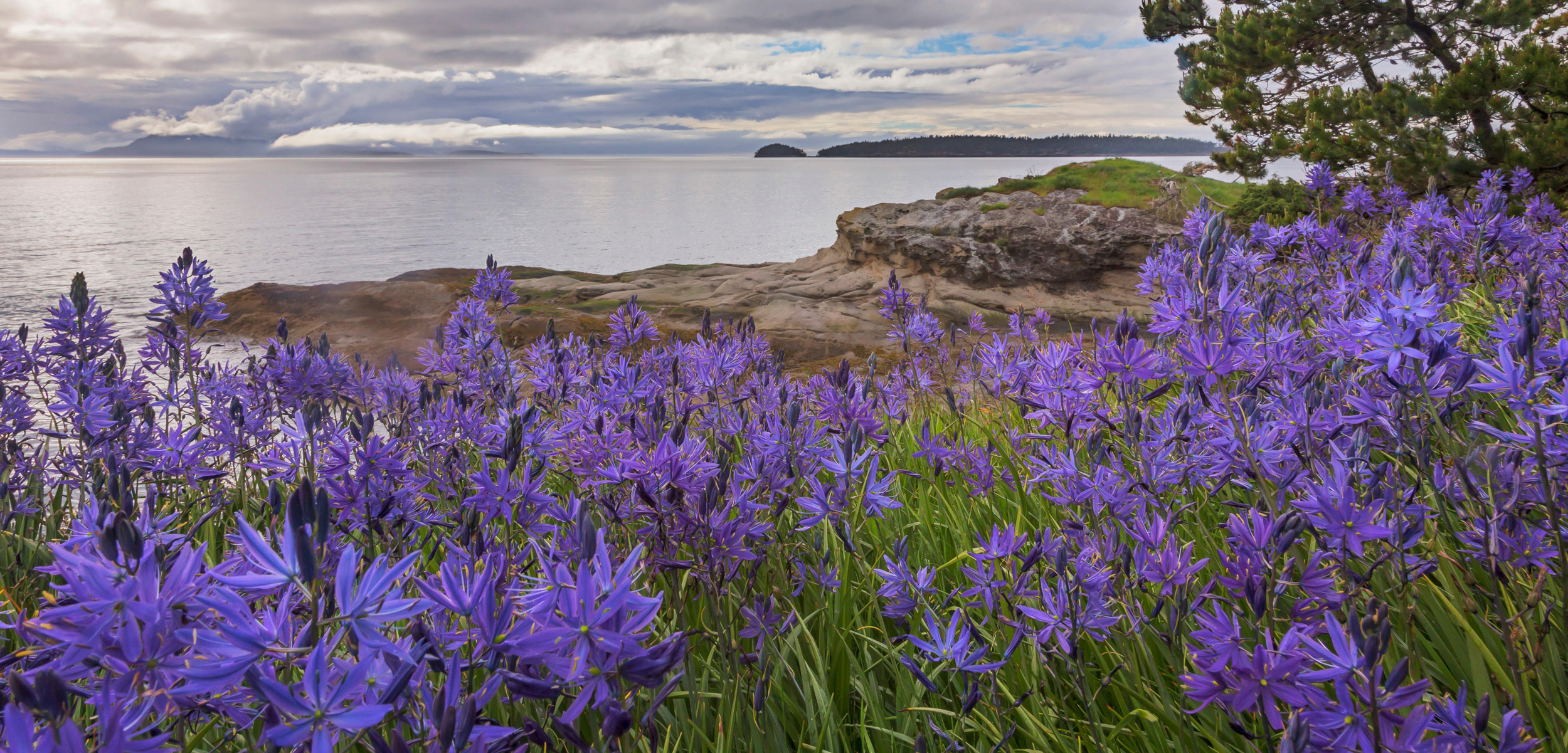 Camas blossoms, Washington, San Juan Islands, Sucia Island