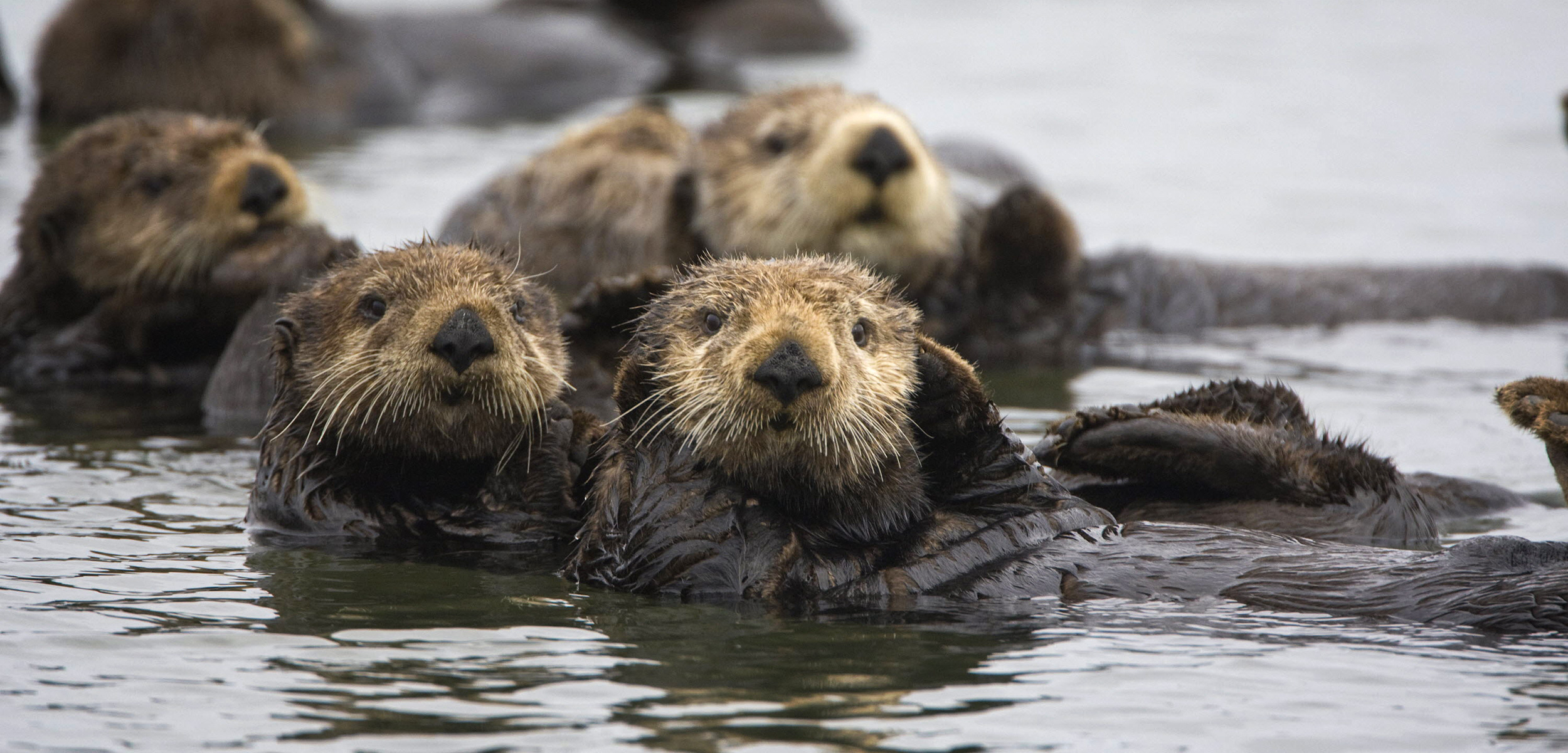 What Drifting Car Tires Can Tell Us about Dead Sea Otters | Hakai Magazine