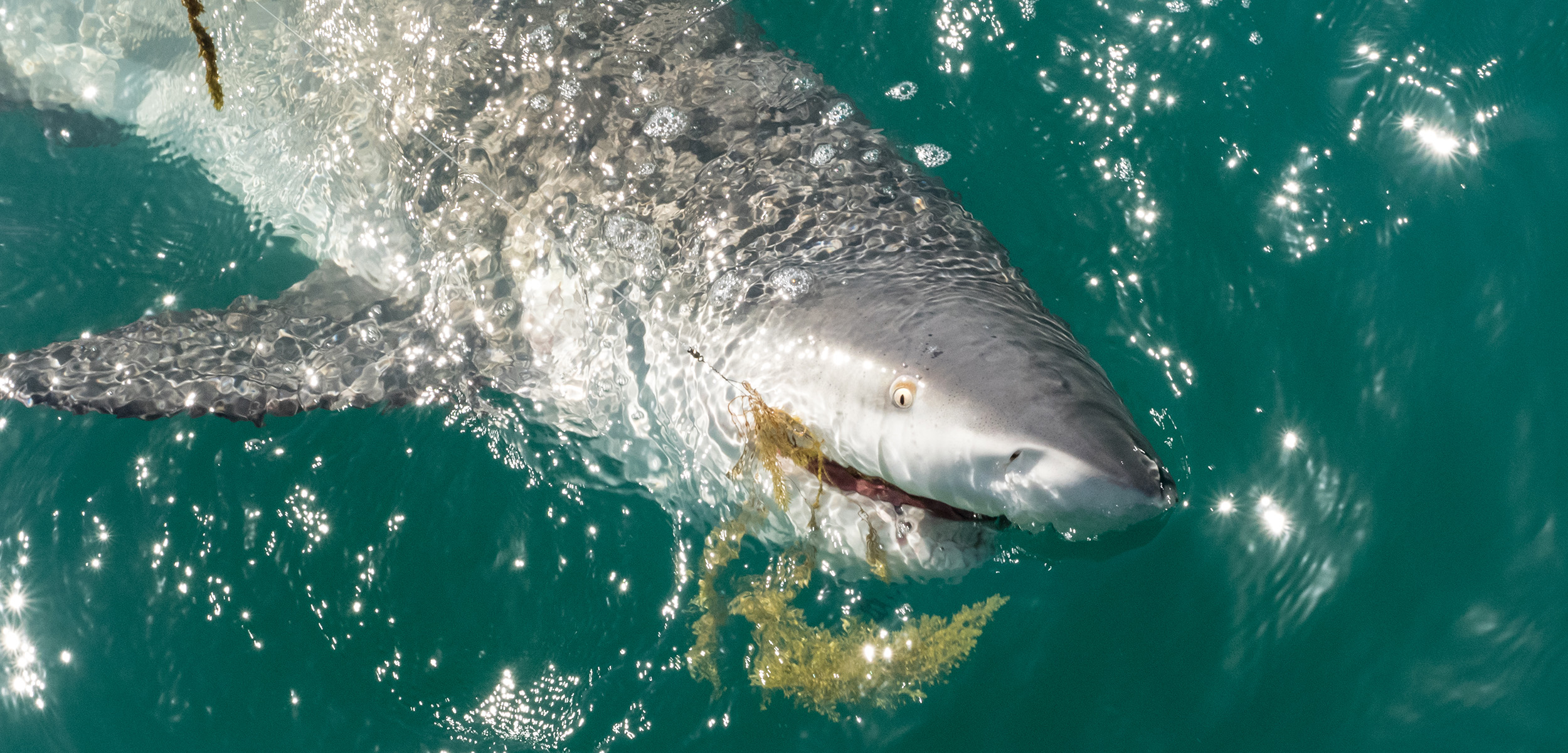 Blacktip shark, catch and release - Coastal Angler & The Angler Magazine
