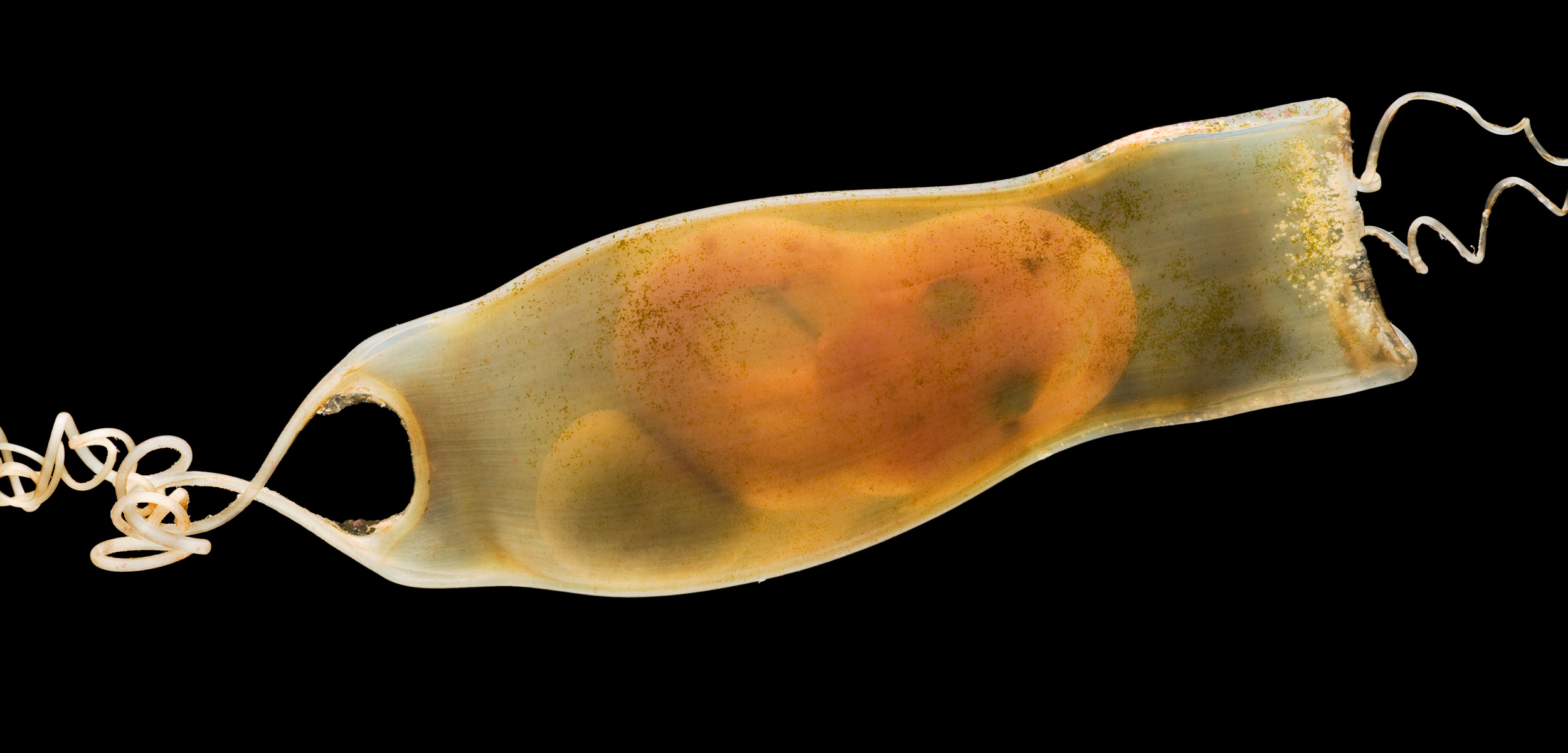 Embryonic catshark pouch on a black background