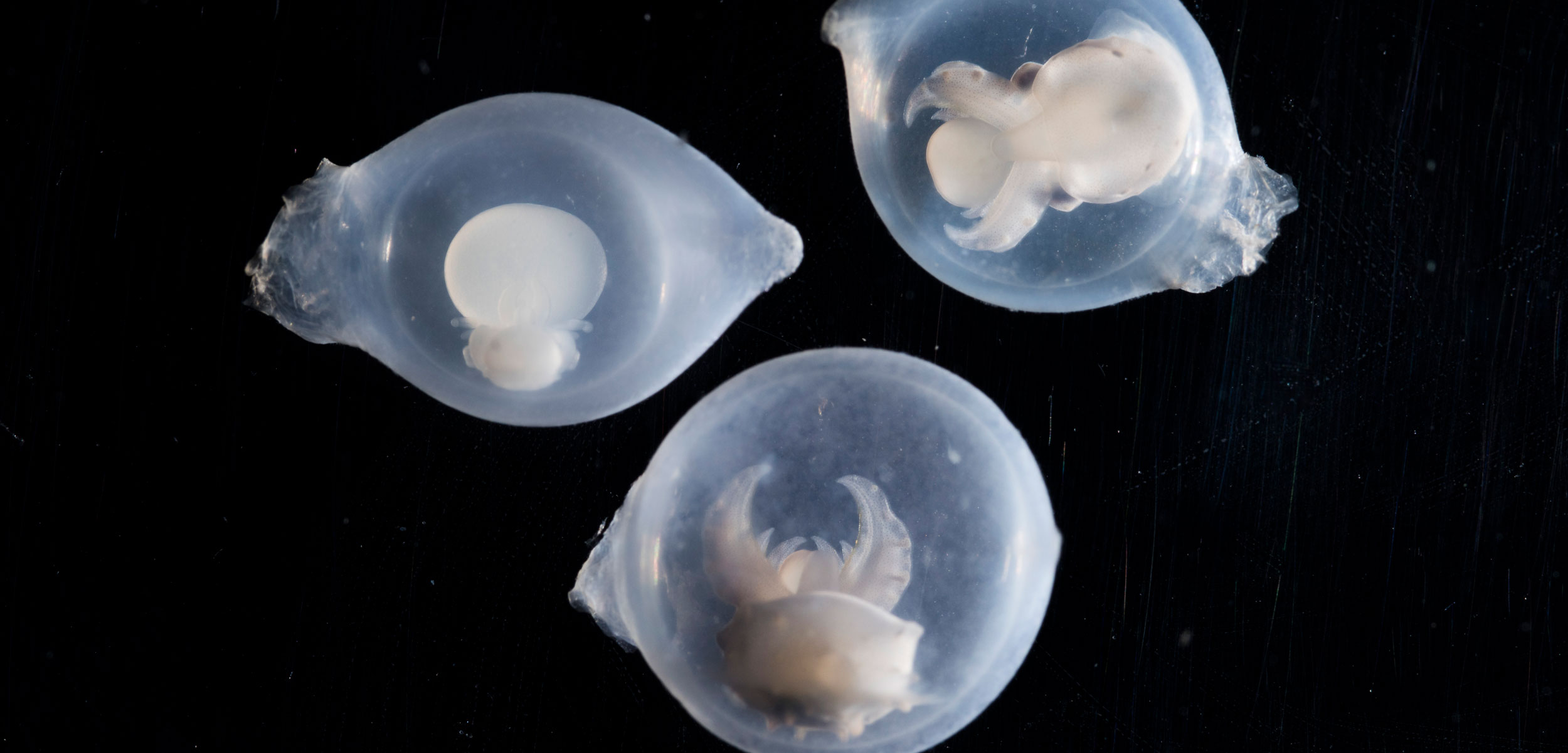 flamboyant cuttlefish embryos