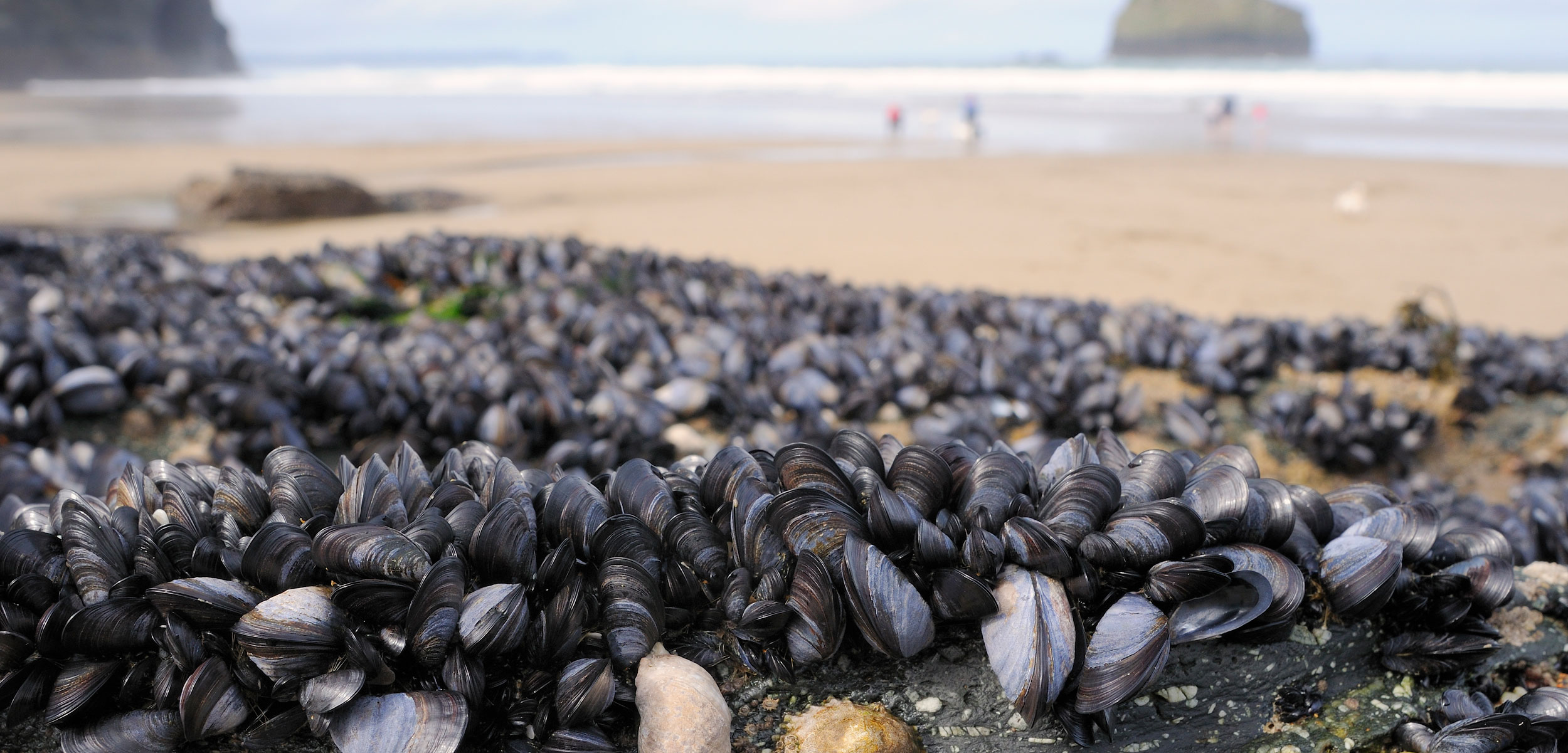 mussels on a beach